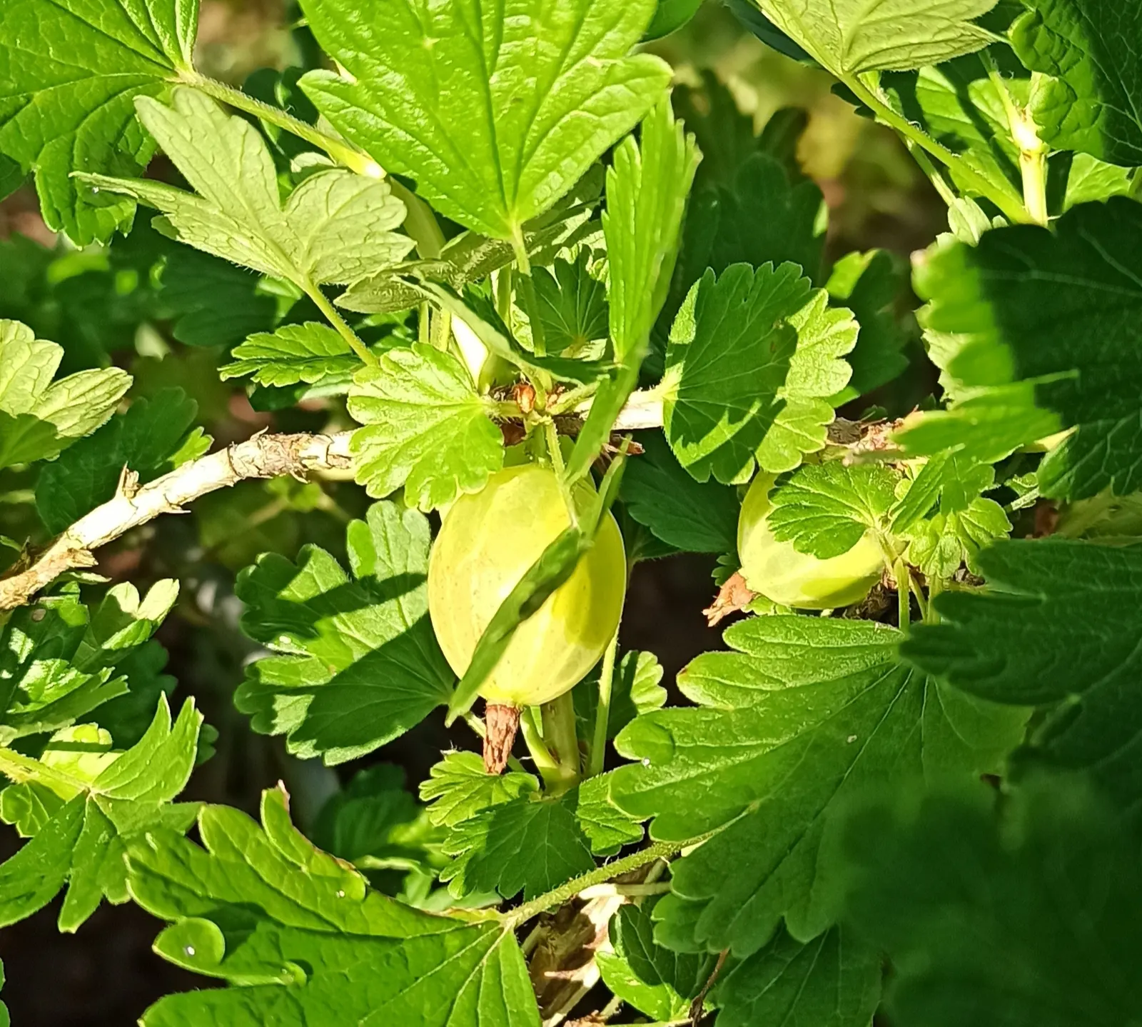 European Gooseberry (Ribes Uva-Crispa) — Growing to about 3-5 ft tall and wide; the gooseberry excels in cooler climates and requires regular pruning for