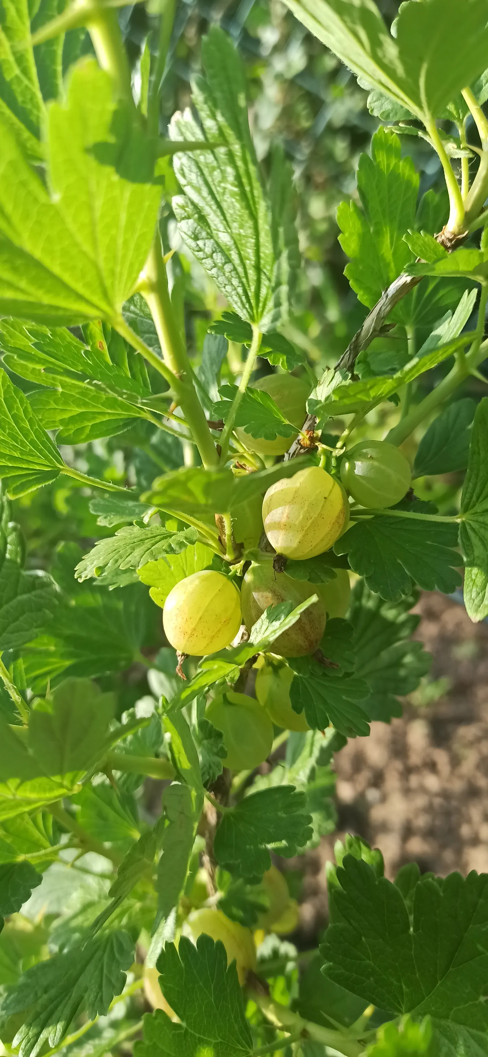 European Gooseberry (Ribes Uva-Crispa) — These blooms are typically insignificant in color; which is critical in preventing fungal diseases such as powdery