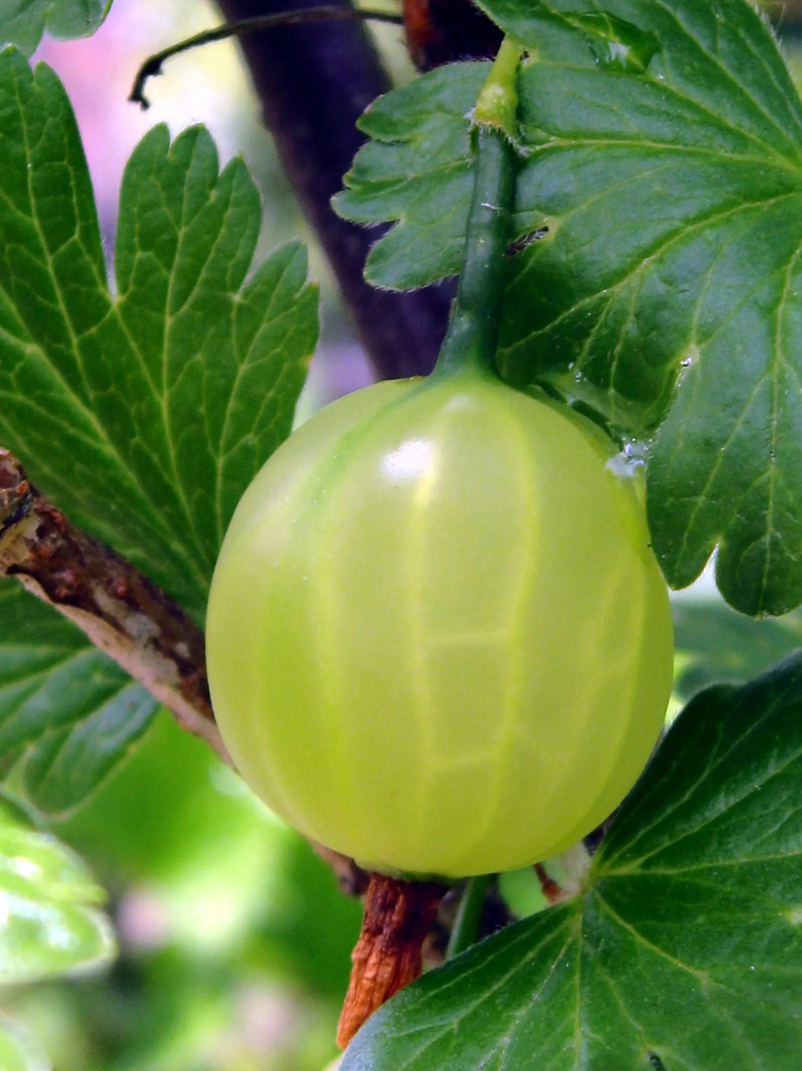 European Gooseberry (Ribes Uva-Crispa) — Ideal for cottage gardens or as part of an edible landscape; the berries are roughly 0.4 to 1 inch in, image 106