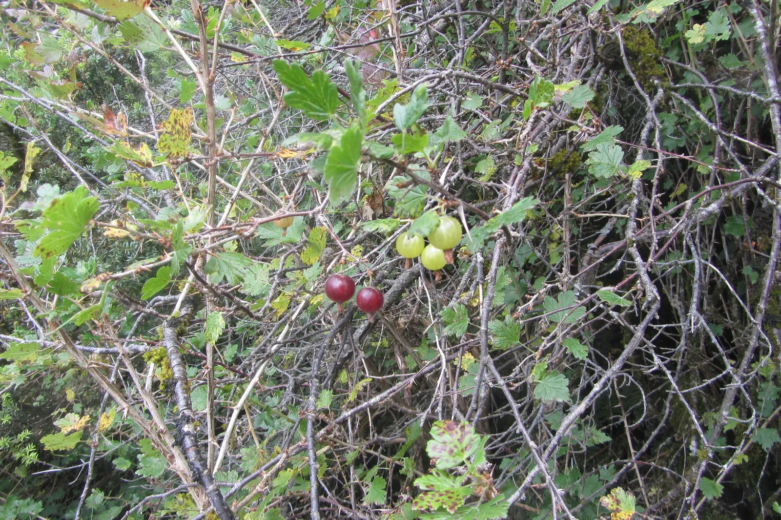 European Gooseberry (Ribes Uva-Crispa) — The spacing between plants should be about 4 to 5 feet to ensure adequate air circulation; this hardy plant prefers