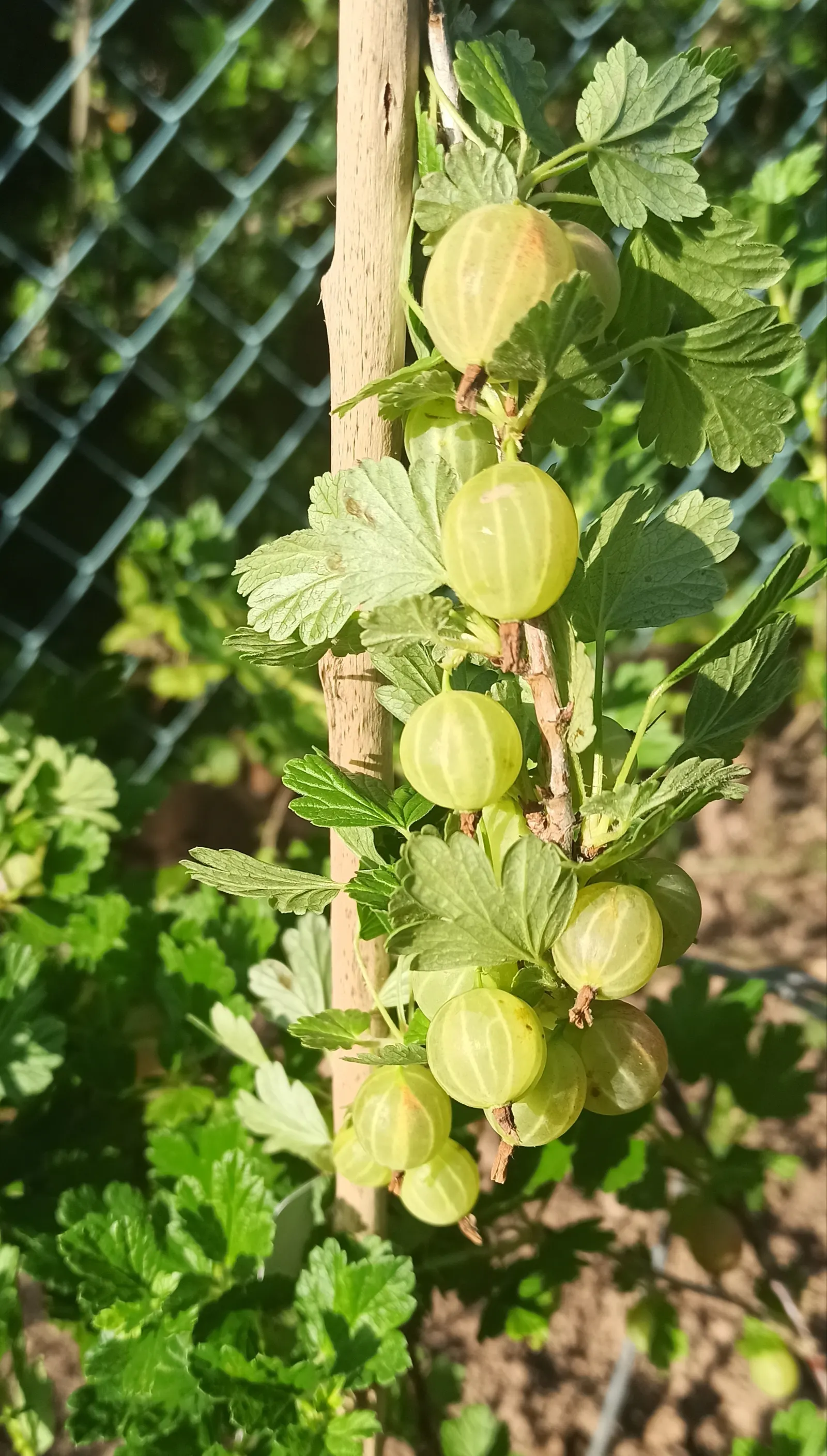 European Gooseberry (Ribes Uva-Crispa) — The gooseberry excels in cooler climates and requires regular pruning for optimal berry production; its, image 92