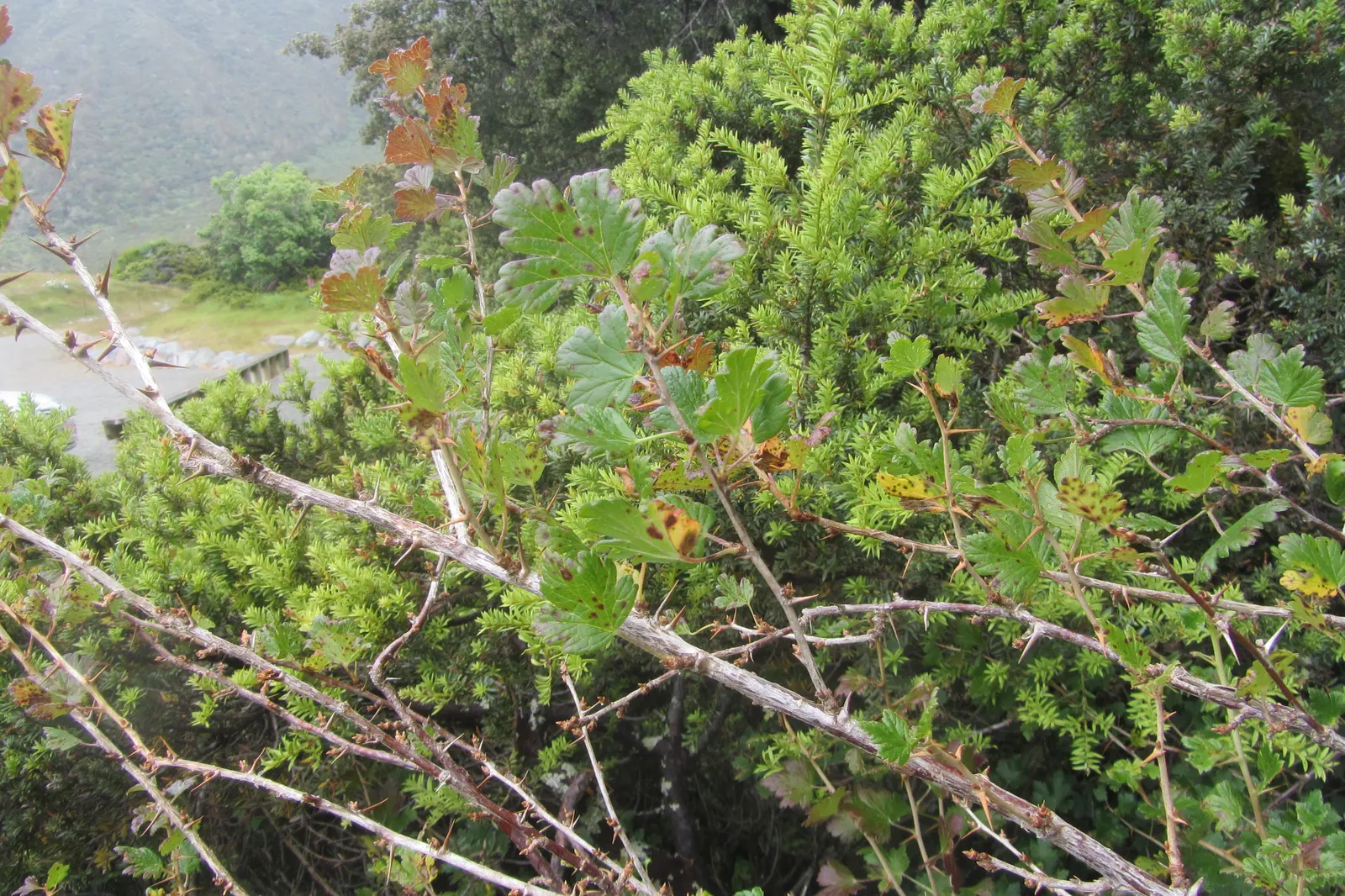 European Gooseberry (Ribes Uva-Crispa) — For optimal fruit production; shrub with red blooms