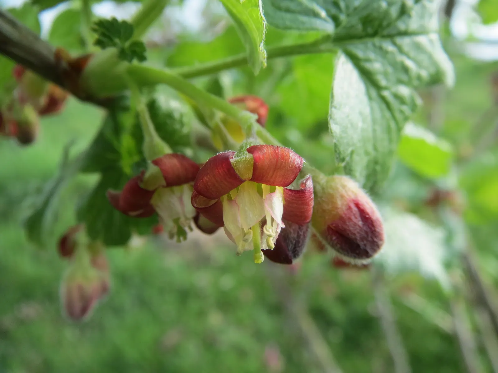 European Gooseberry (Ribes Uva-Crispa) — Its spiny branches boast bell-shaped flowers in spring, followed by juicy fruit in summer; ideal for cottage gardens