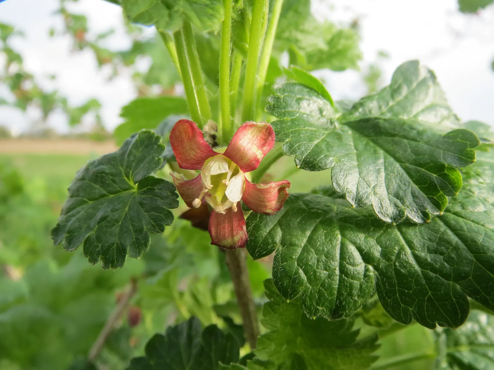 European Gooseberry (Ribes Uva-Crispa) — Its spiny branches boast bell-shaped flowers in spring, followed by juicy fruit in summer; ideal for, image 69