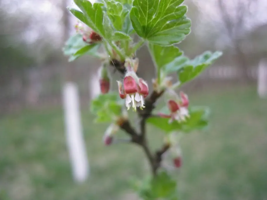 European Gooseberry (Ribes Uva-Crispa) — The spacing between plants should be about 4 to 5 feet to ensure adequate air circulation