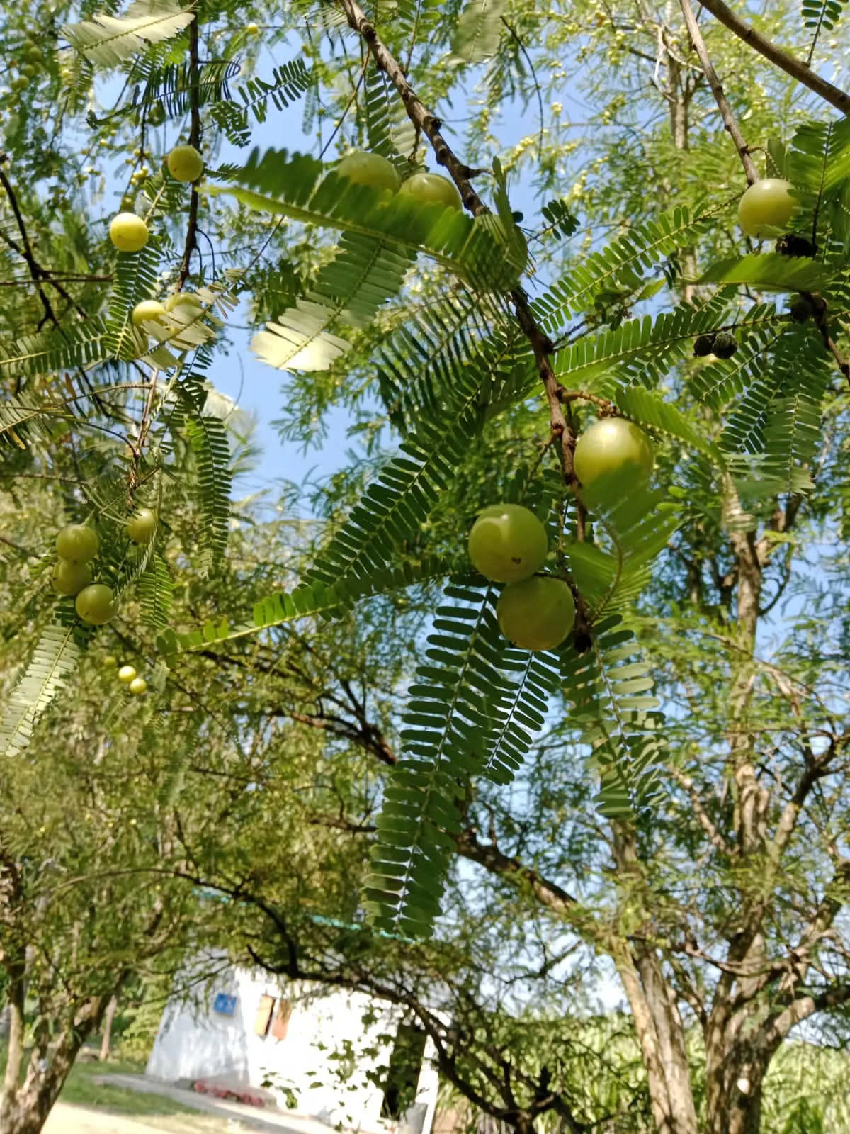 European Gooseberry (Ribes Uva-Crispa) — pendulous flowers that adorn the branches in early spring; growing to about 3-5 ft tall and wide, image 120