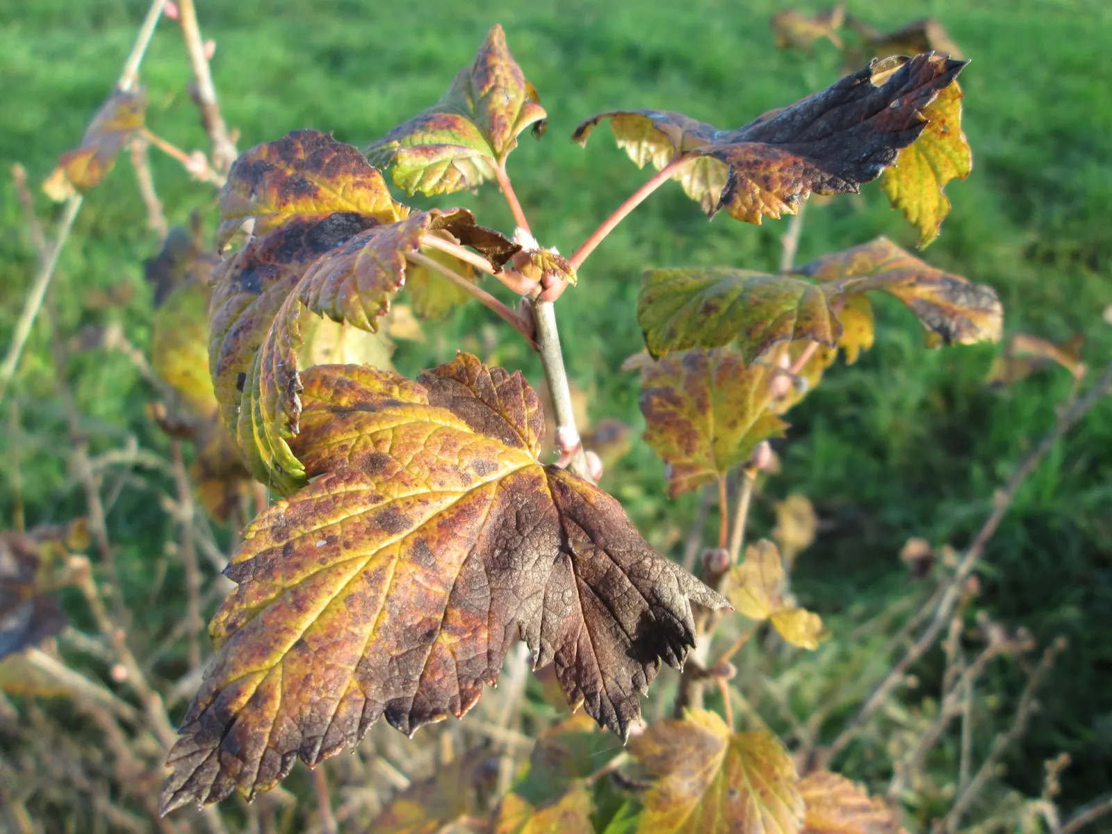 European Gooseberry (Ribes Uva-Crispa) — red flowers in the garden; scientifically referred to as Ribes uva-crispa, image 108