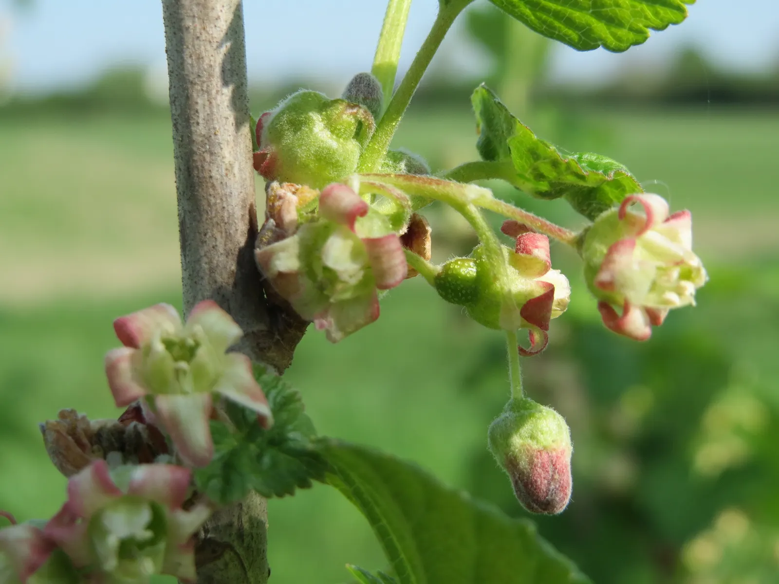 European Gooseberry (Ribes Uva-Crispa) — but is intolerant to waterlogged conditions; ribes uva-crispa requires regular watering, image 103