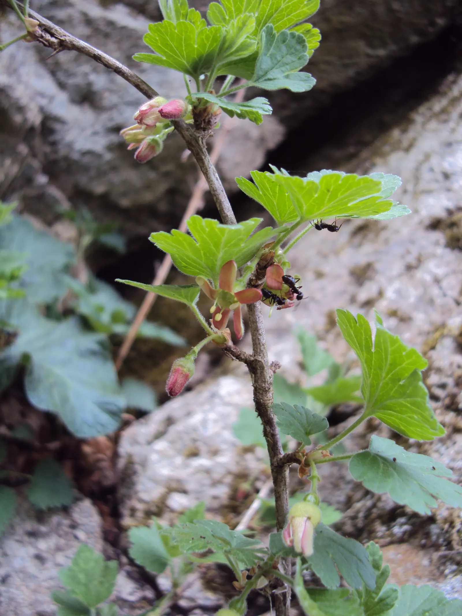 European Gooseberry (Ribes Uva-Crispa) — but they later give way to the plant's standout feature: the gooseberry fruits; but is intolerant to, image 122