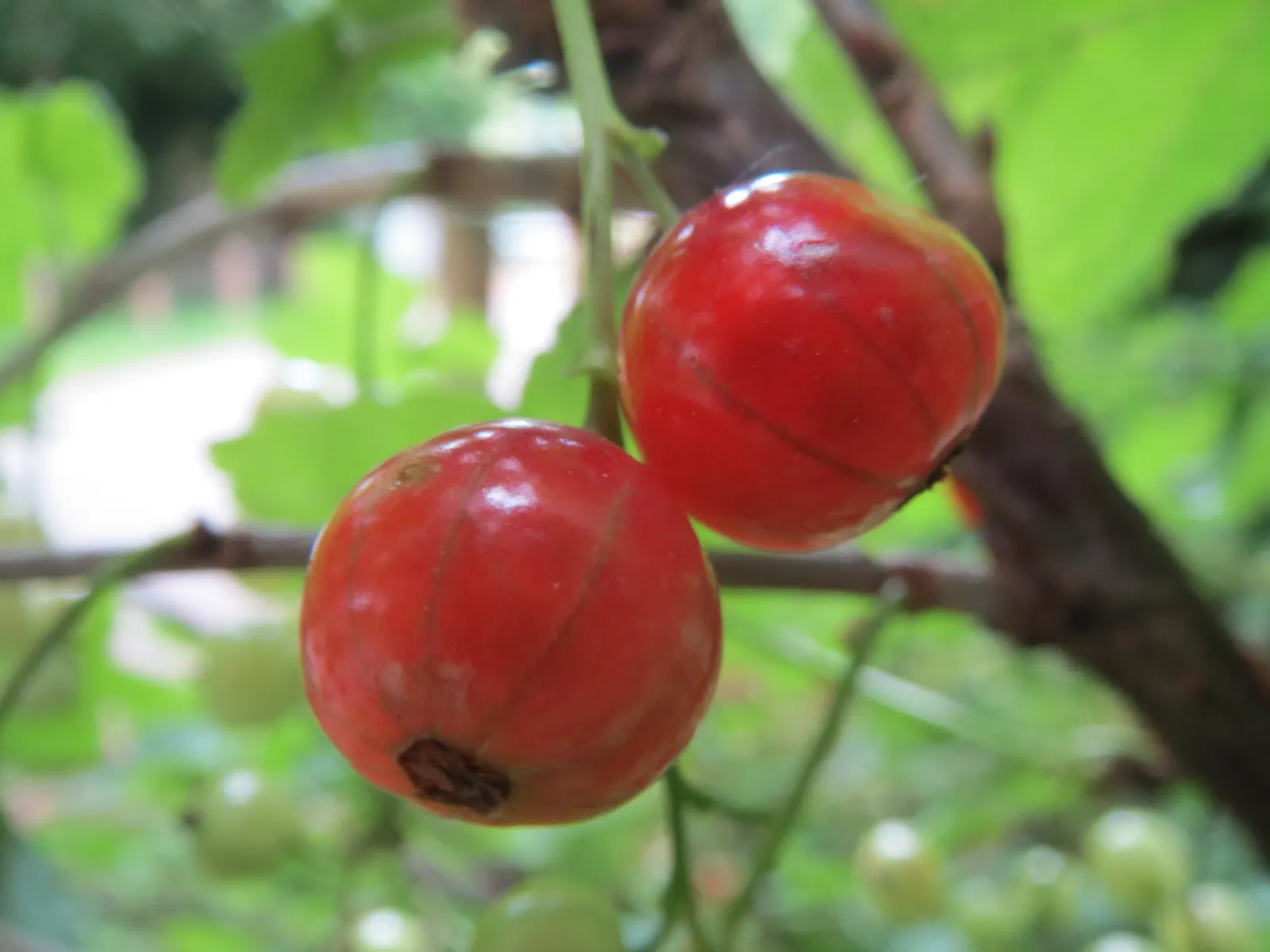 European Gooseberry (Ribes Uva-Crispa) — this hardy plant prefers well-drained soil and partial to full sun exposure; these blooms are typically, image 90
