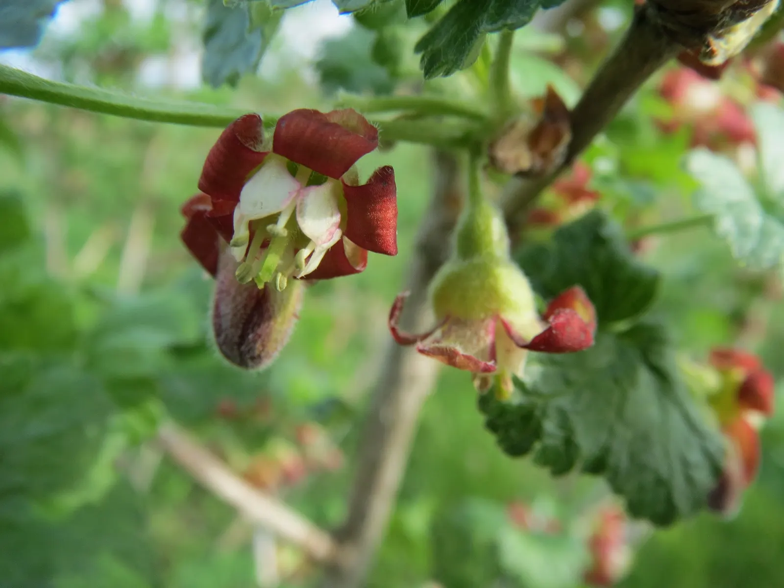 European Gooseberry (Ribes Uva-Crispa) — but is intolerant to waterlogged conditions; ribes uva-crispa requires regular watering