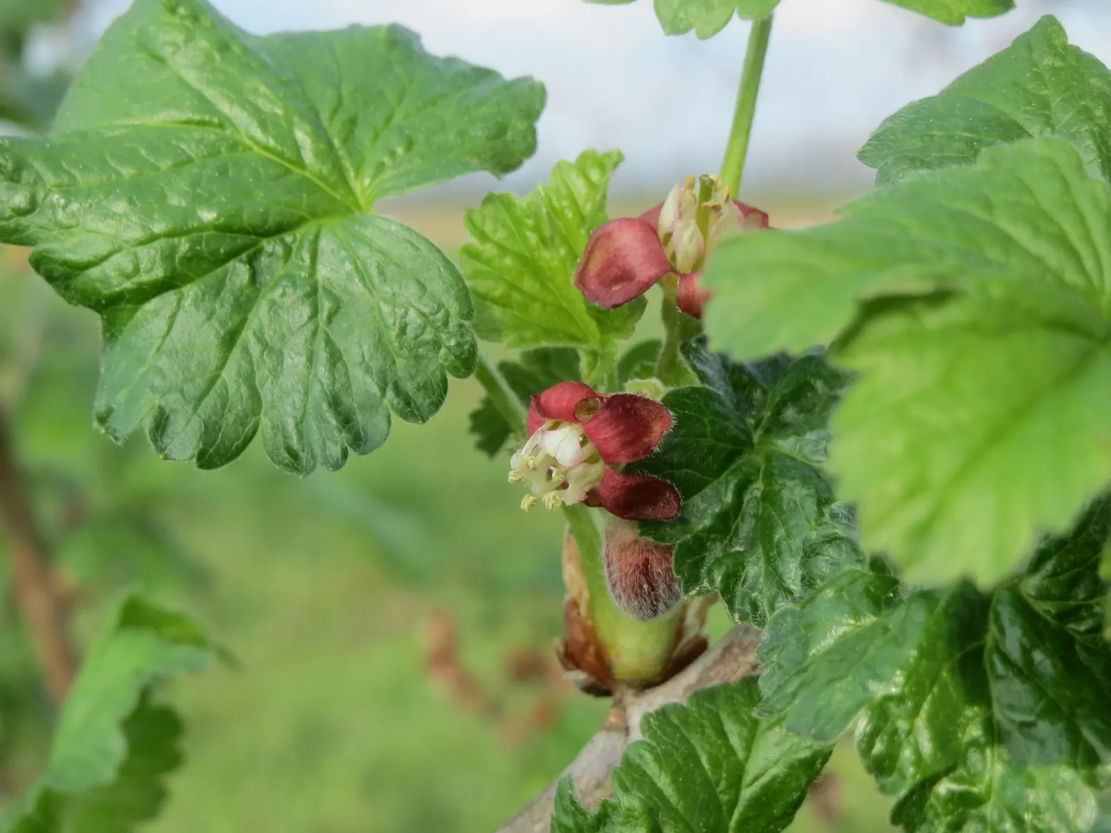 European Gooseberry (Ribes Uva-Crispa) — is a deciduous shrub known for its vibrant green foliage and succulent; the thorns on the branches, image 94