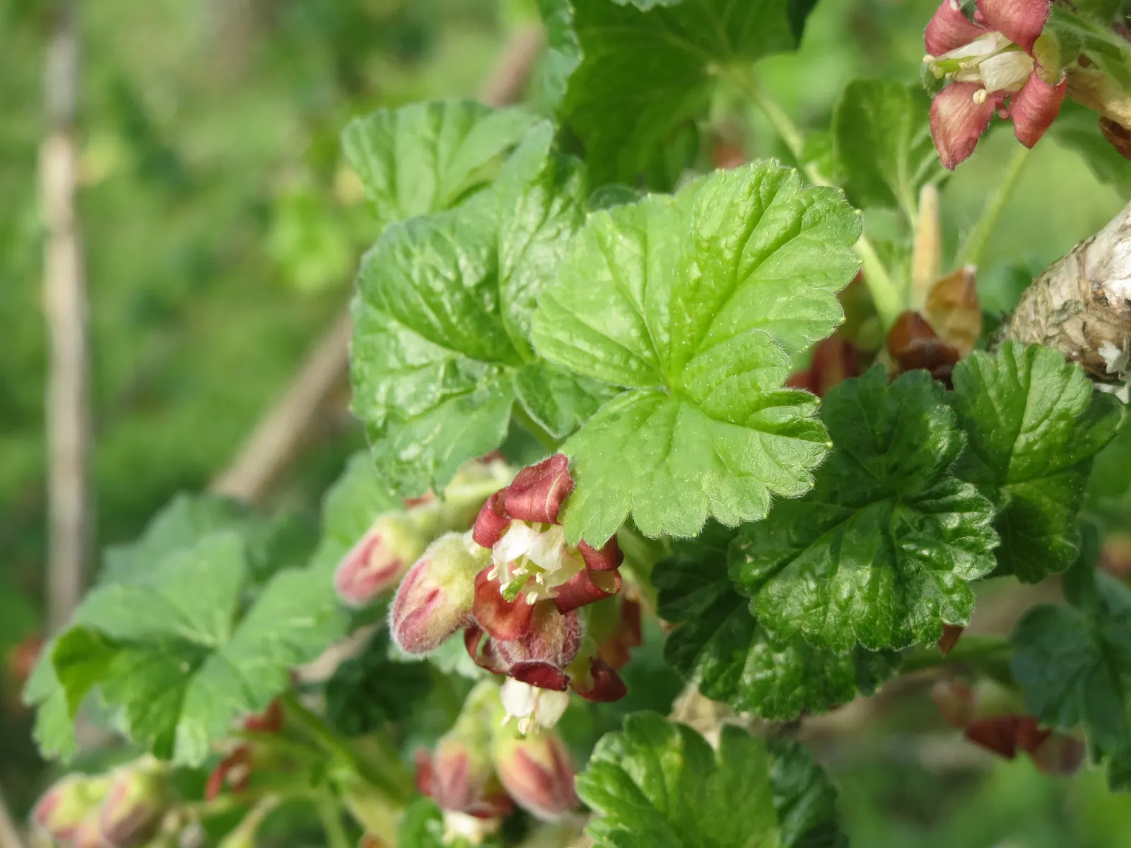 European Gooseberry (Ribes Uva-Crispa) — pendulous flowers that adorn the branches in early spring; growing to about 3-5 ft tall and wide, image 76