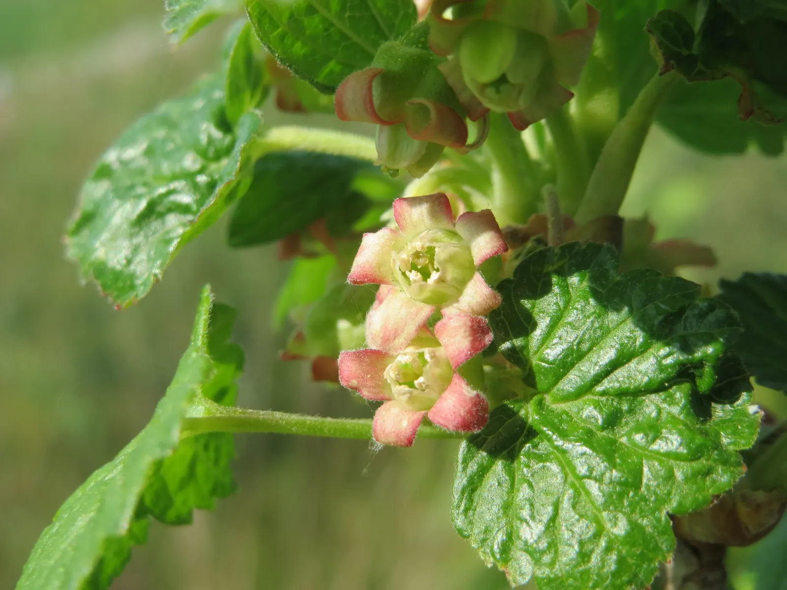 European Gooseberry (Ribes Uva-Crispa) — but is intolerant to waterlogged conditions; ribes uva-crispa requires regular watering, image 59
