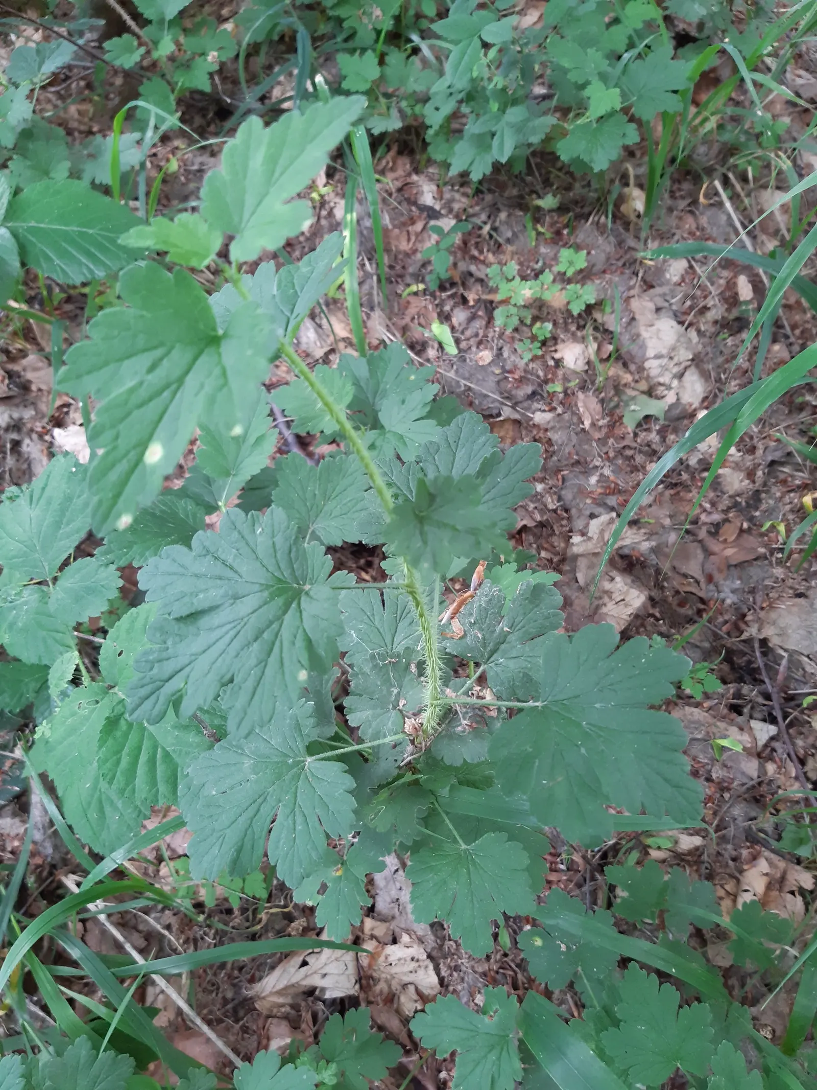European Gooseberry (Ribes Uva-Crispa) — shrub with red blooms; but they later give way to the plant's standout feature: the gooseberry fruits, image 65