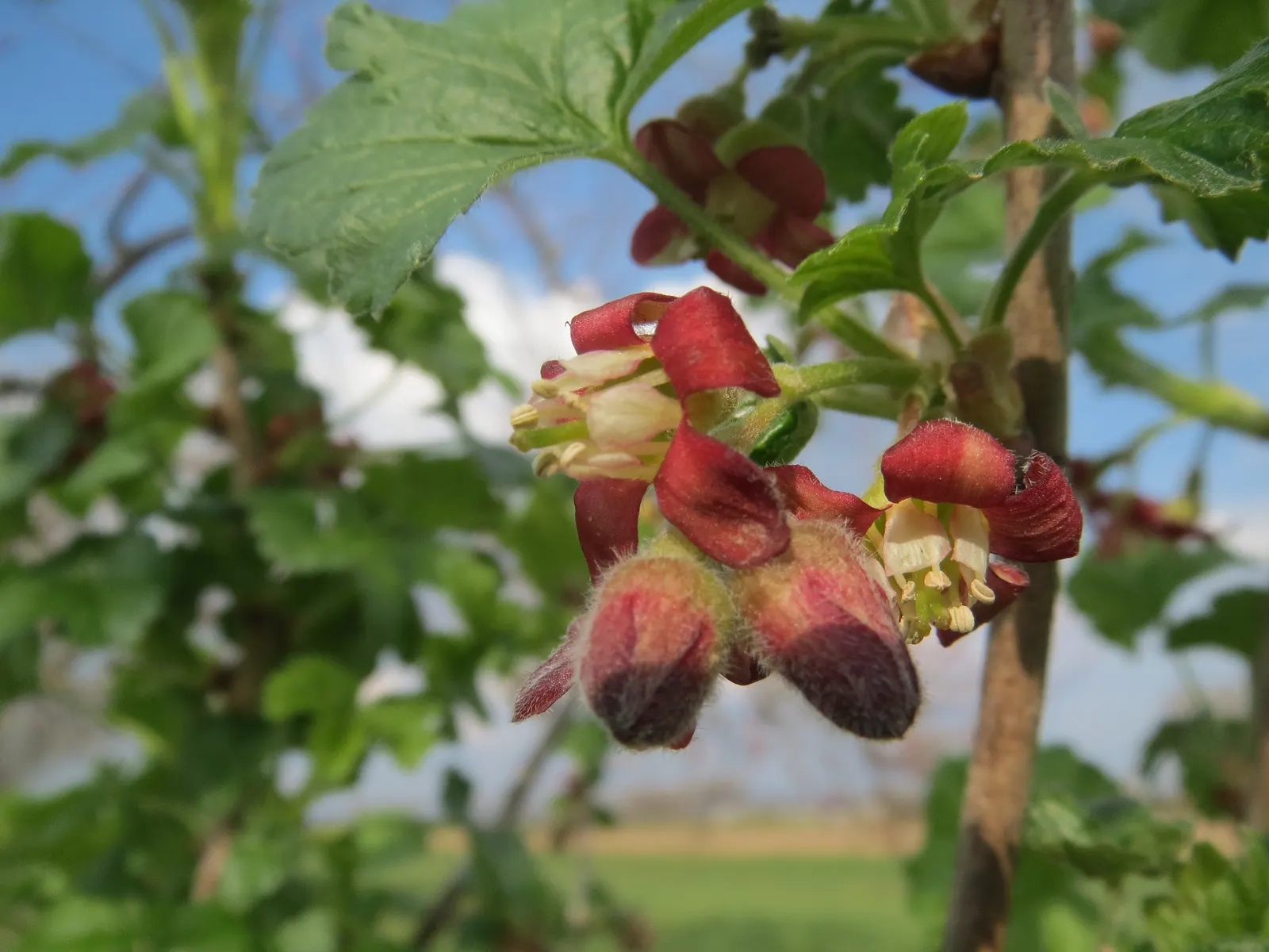 European Gooseberry (Ribes Uva-Crispa) — The berries are roughly 0.4 to 1 inch in diameter and can range from green to red or purple when ripe, image 57