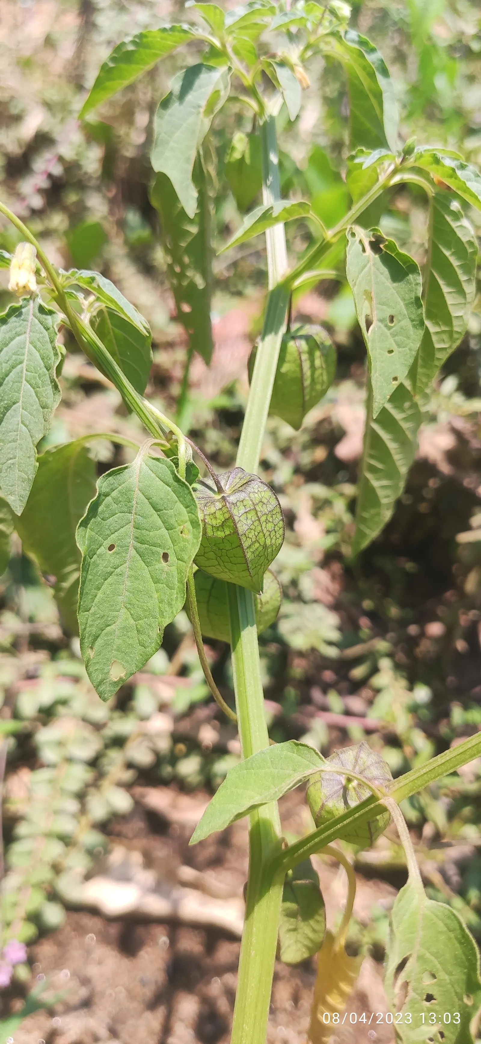 European Gooseberry (Ribes Uva-Crispa) — which is critical in preventing fungal diseases such as powdery mildew.<br><br>The gooseberry's three-lobed; sharply