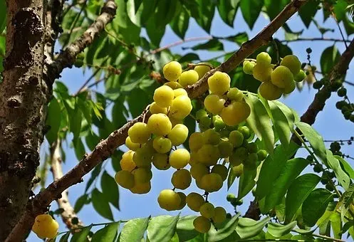 European Gooseberry (Ribes Uva-Crispa) — is a deciduous shrub known for its vibrant green foliage and succulent