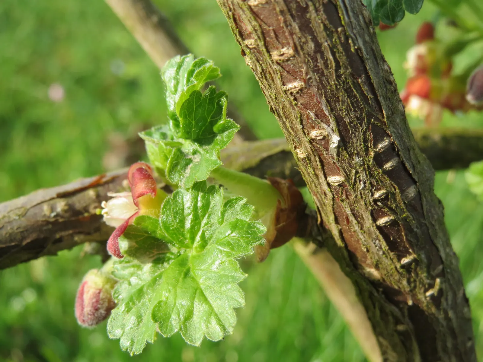 European Gooseberry (Ribes Uva-Crispa) — sharply toothed leaves provide a lush backdrop for the striking; for optimal fruit production