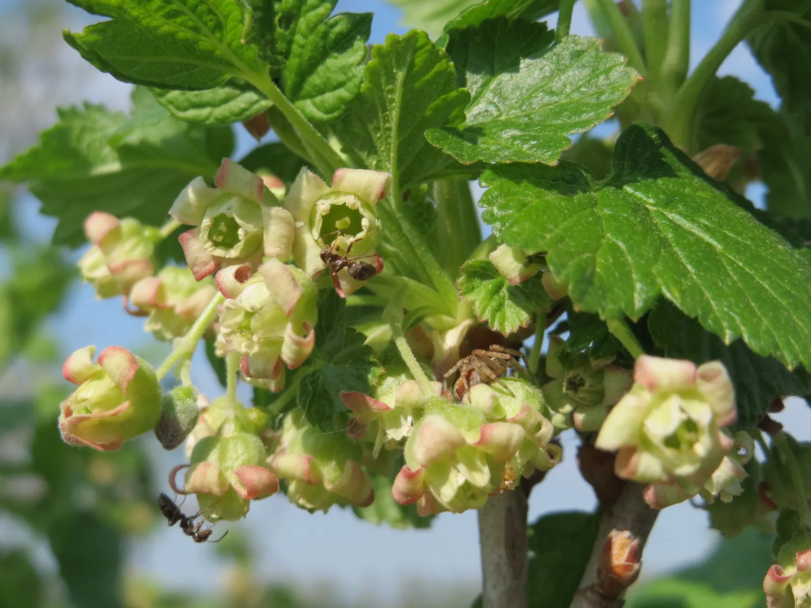 European Gooseberry (Ribes Uva-Crispa) — For optimal fruit production