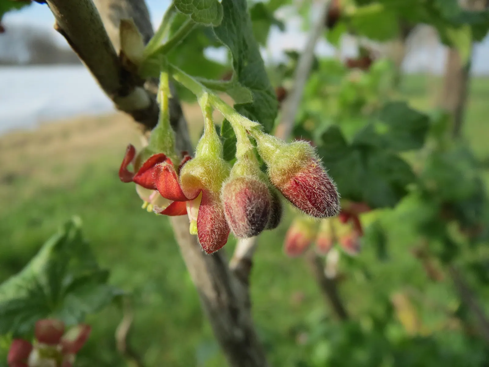 European Gooseberry (Ribes Uva-Crispa) — but is intolerant to waterlogged conditions; ribes uva-crispa requires regular watering, image 81