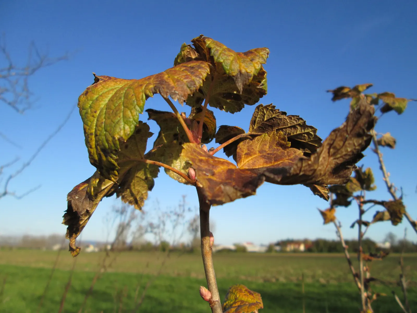 European Gooseberry (Ribes Uva-Crispa) — The spacing between plants should be about 4 to 5 feet to ensure adequate air circulation; this hardy, image 117