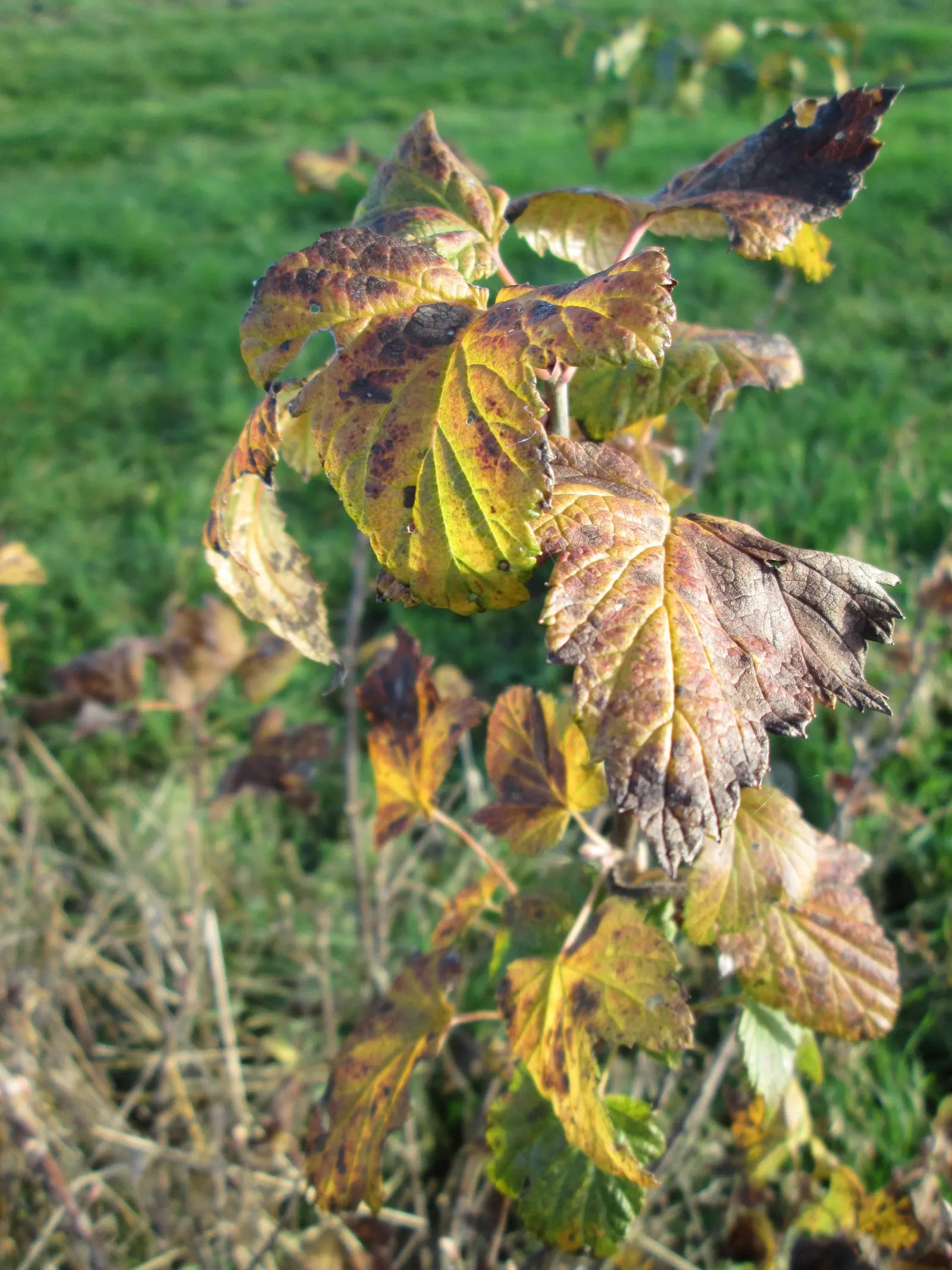 European Gooseberry (Ribes Uva-Crispa) — For optimal fruit production; shrub with red blooms, image 126