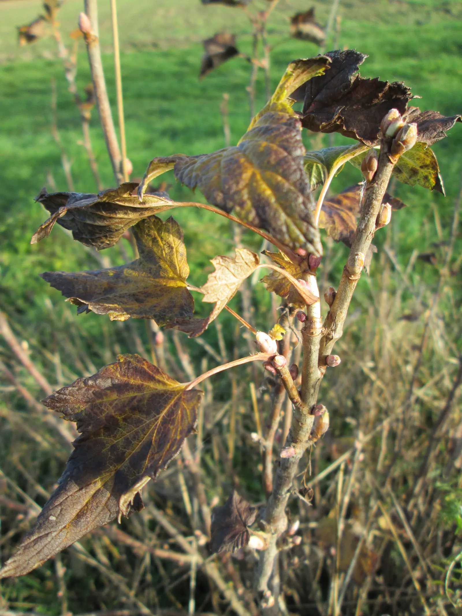 European Gooseberry (Ribes Uva-Crispa) — Ribes uva-crispa requires regular watering; the spacing between plants should be about 4 to 5 feet to, image 102
