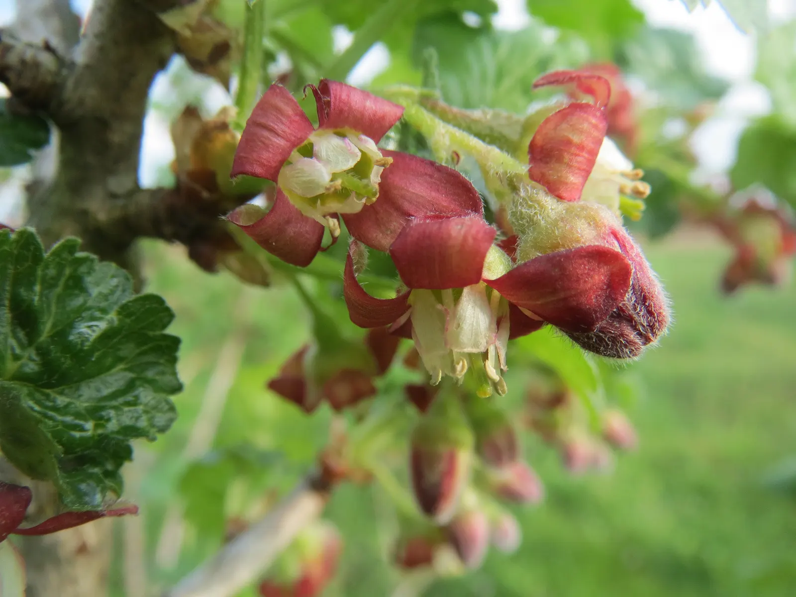 European Gooseberry (Ribes Uva-Crispa) — this hardy plant prefers well-drained soil and partial to full sun exposure; these blooms are typically, image 46