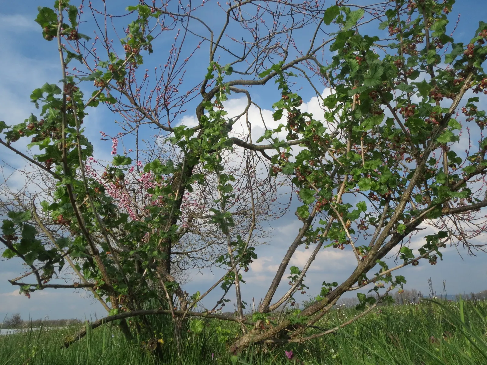 European Gooseberry (Ribes Uva-Crispa) — this hardy plant prefers well-drained soil and partial to full sun exposure