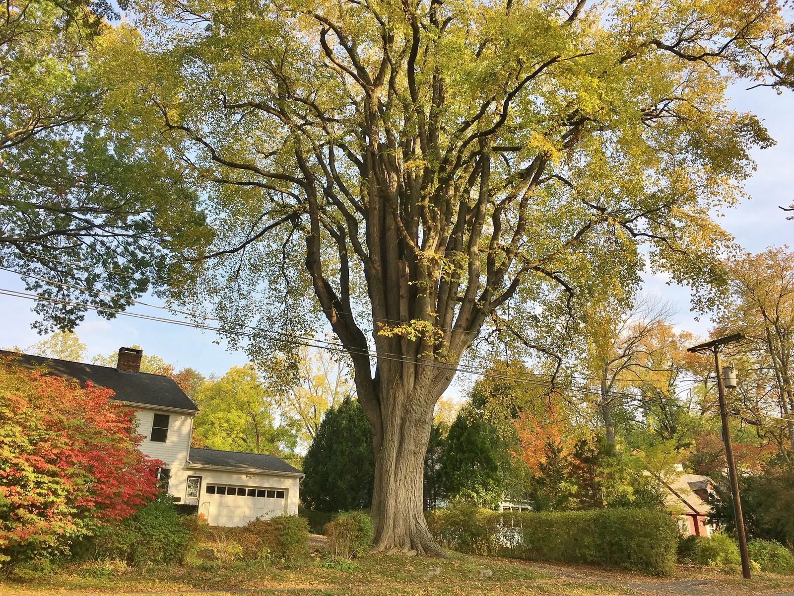 American Elm (Ulmus Americana) — it typically reaches heights of 60 to 80 feet with an impressive spread of 40 to 70 feet at maturity; prevention, image 58