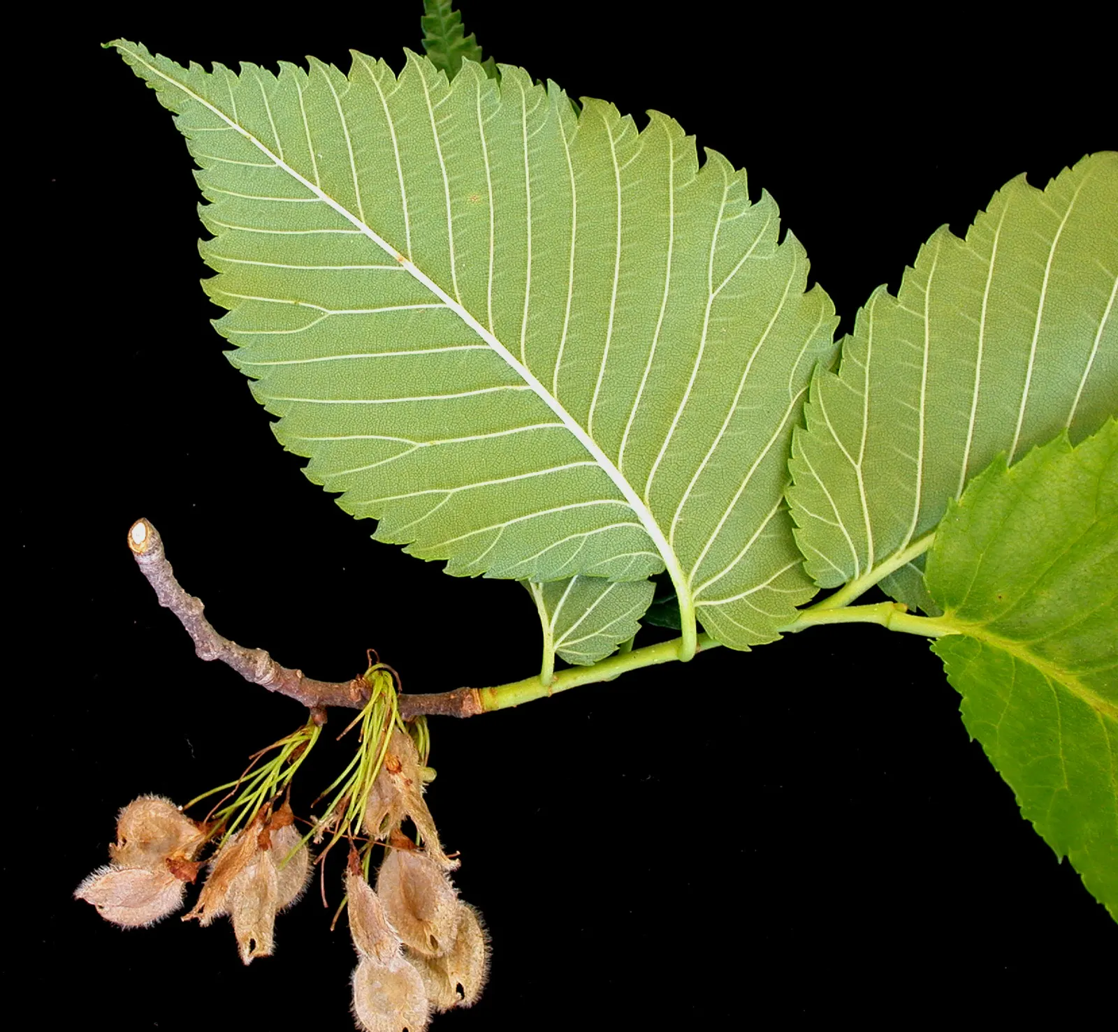 American Elm (Ulmus Americana) — rendering them highly versatile.<br><br>However; its dark green leaves transition to vibrant yellows in the fall