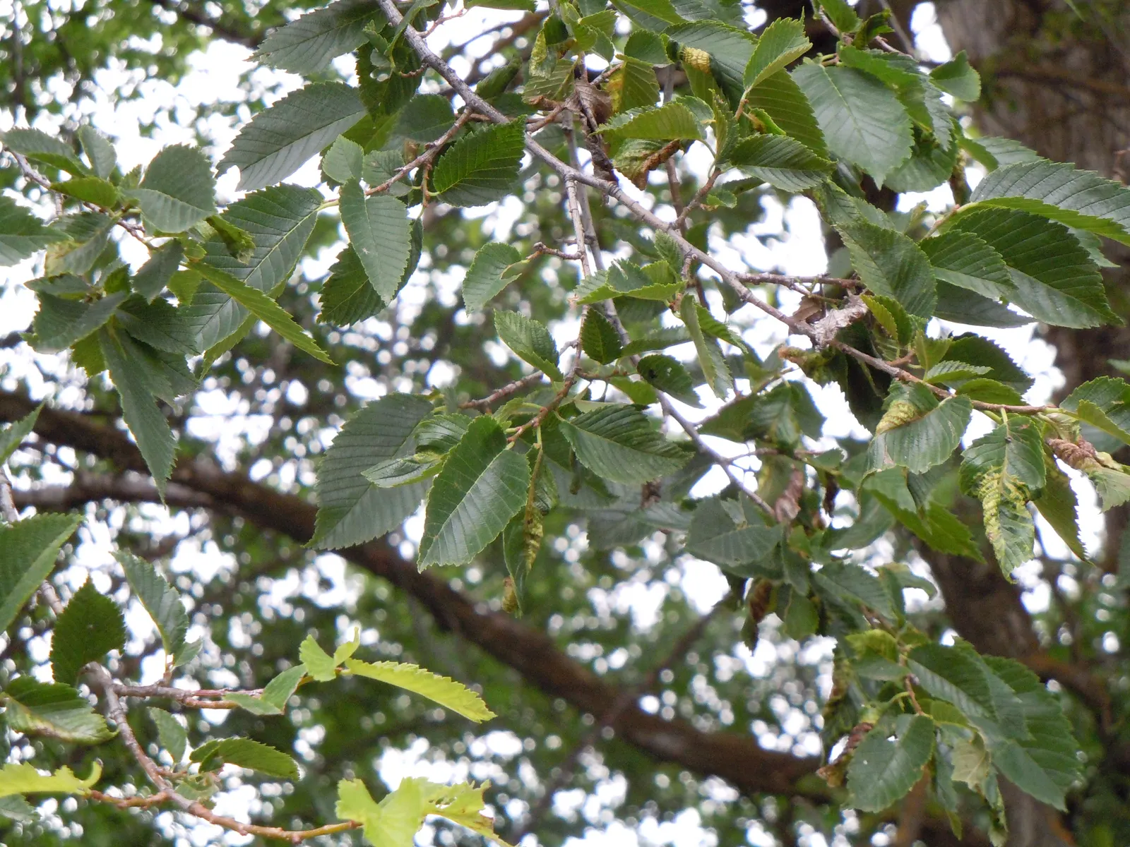 American Elm (Ulmus Americana) — green and yellow flowers in the garden; known for its historical presence in urban landscapes, it is, however, susceptible to
