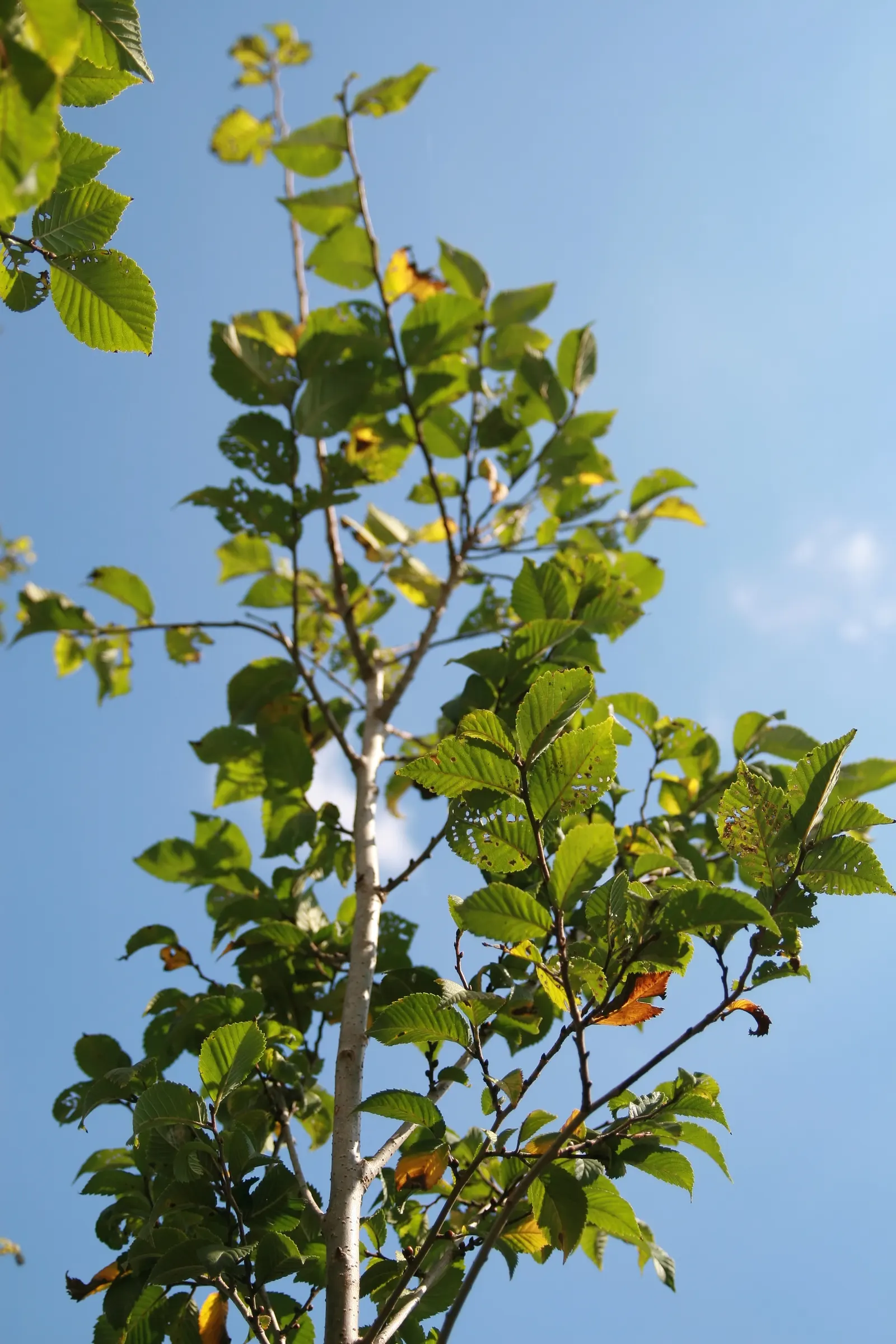 American Elm (Ulmus Americana) — tree with green and yellow blooms; adding seasonal interest to your client's garden