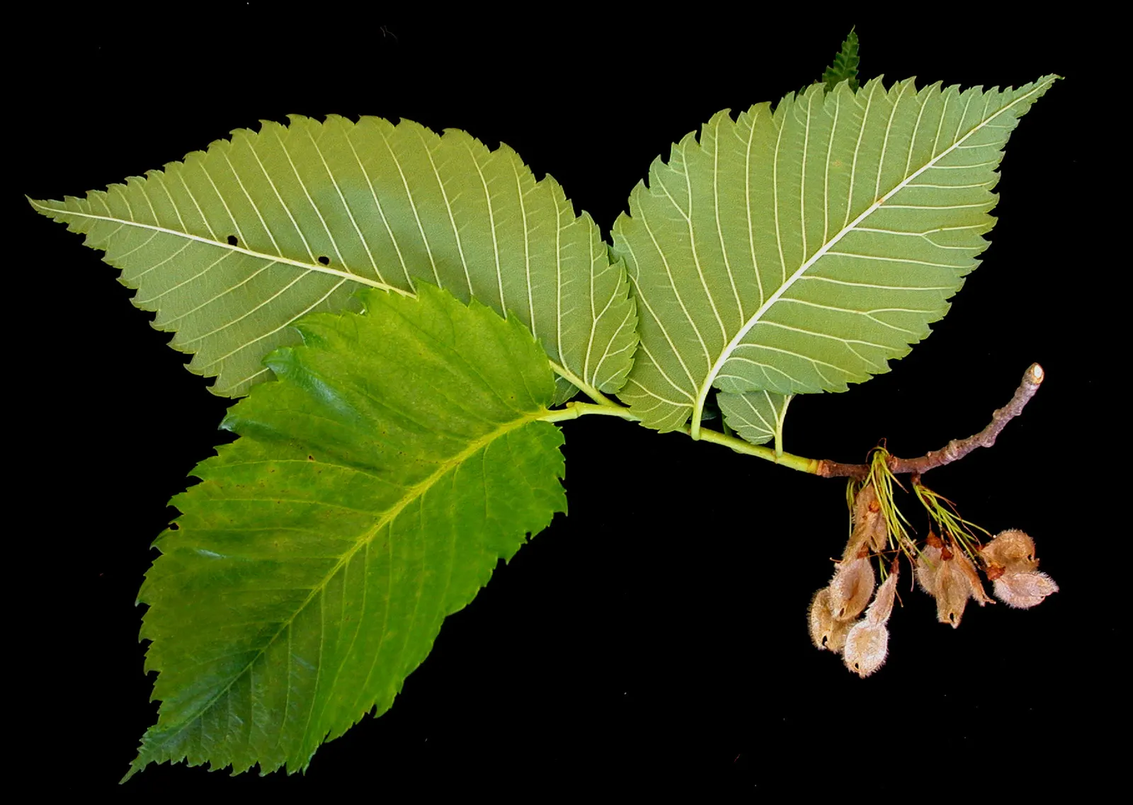 American Elm (Ulmus Americana) — cultivars with increased disease resistance are available.<br><br>When designing; tree for full