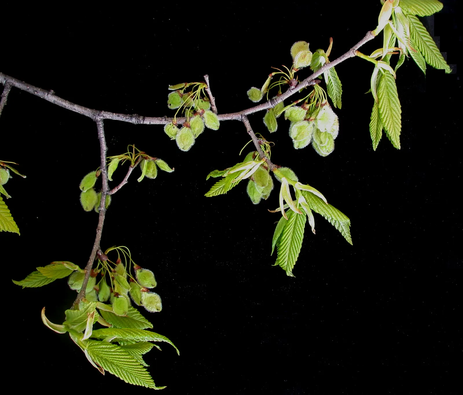 American Elm (Ulmus Americana) — is a stately and historic deciduous tree widely recognized for its graceful vase-like silhouette and extensive; its deciduous