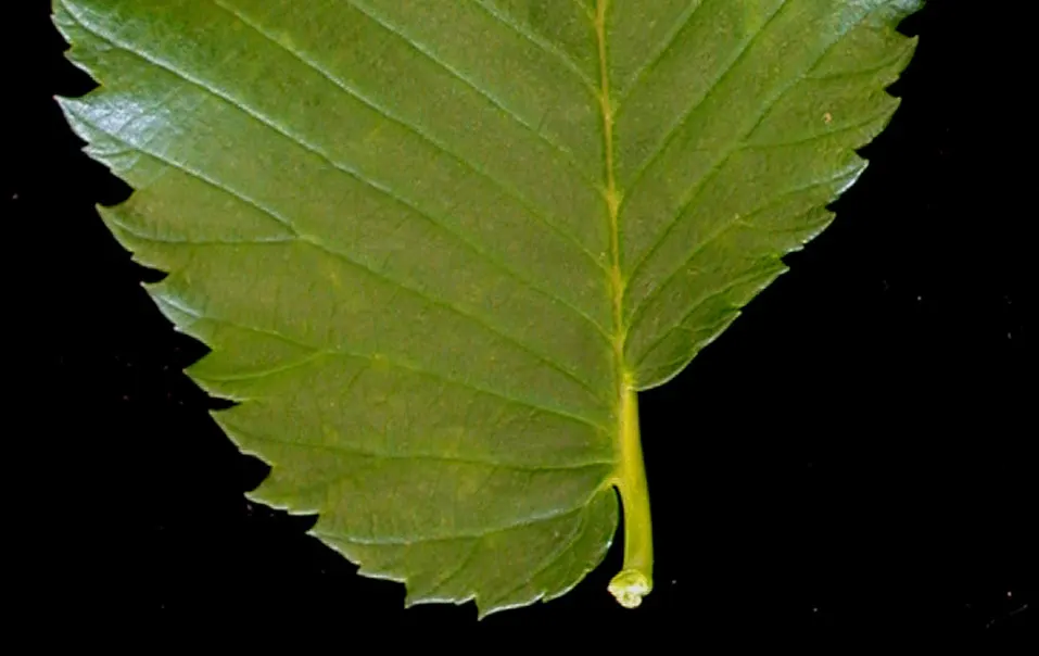 American Elm (Ulmus Americana) — cherished for its stately vase-like form; the leaves are oval with serrated edges and a pointed tip
