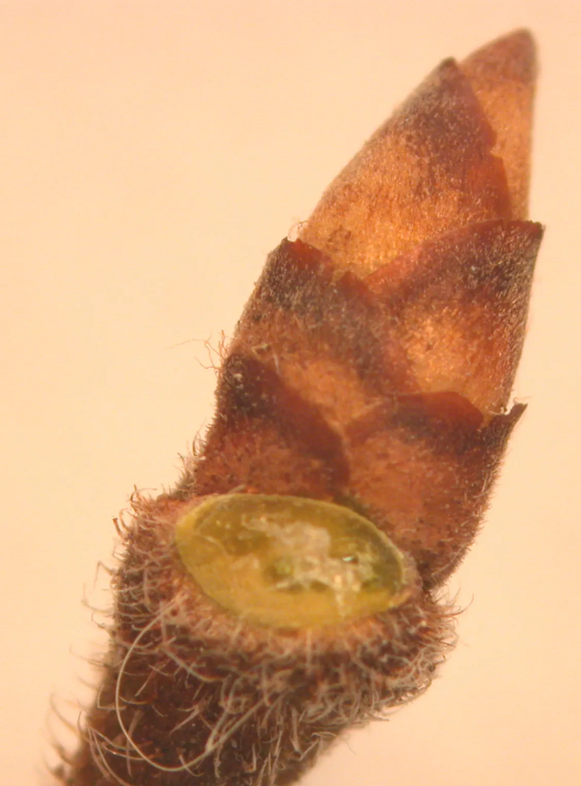 American Elm (Ulmus Americana) — measuring 3 to 6 inches in length; ideally suited for large landscapes