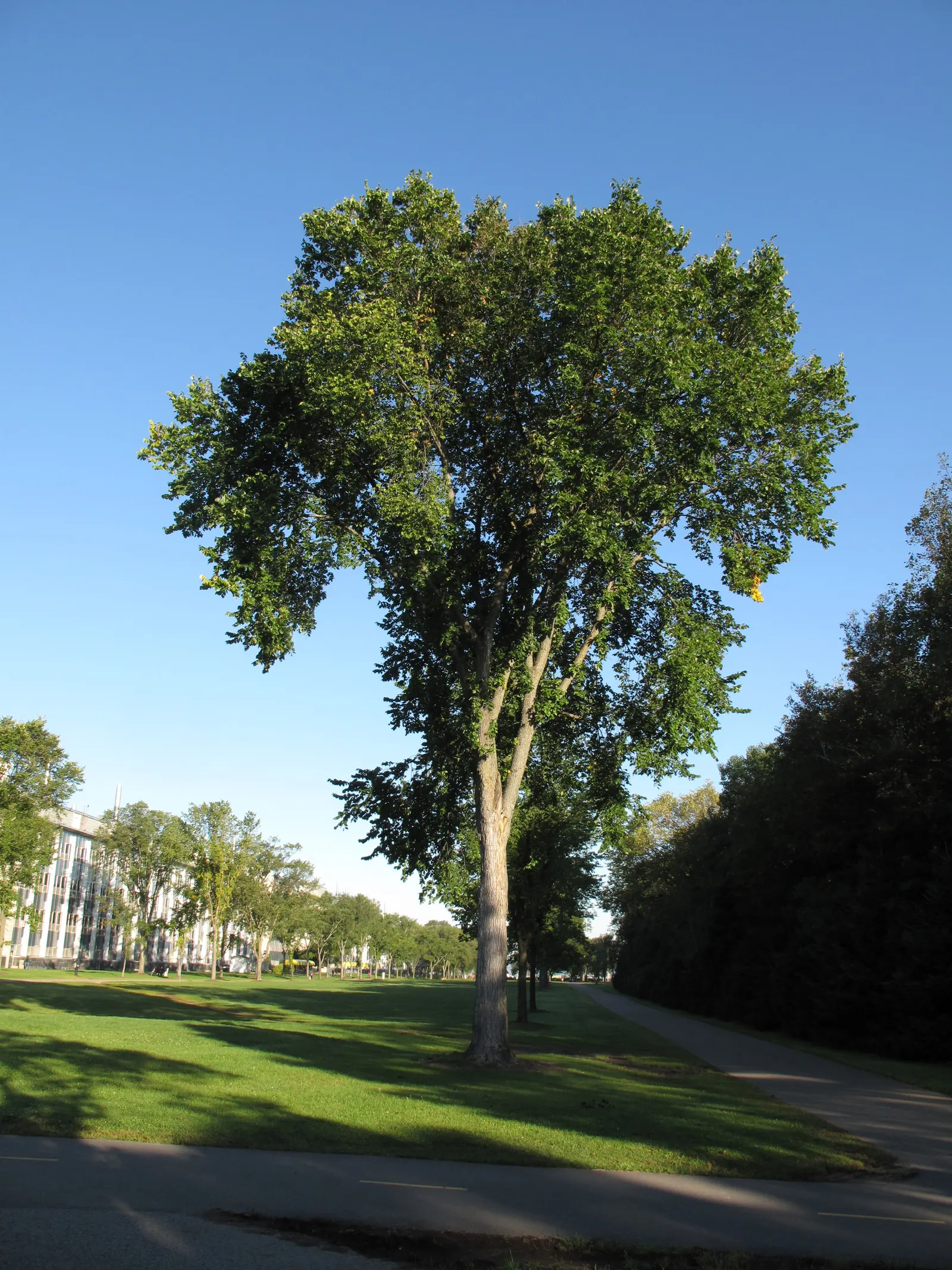 American Elm (Ulmus Americana) — The American Elm (Ulmus americana); reaching heights of 60 to 80 feet