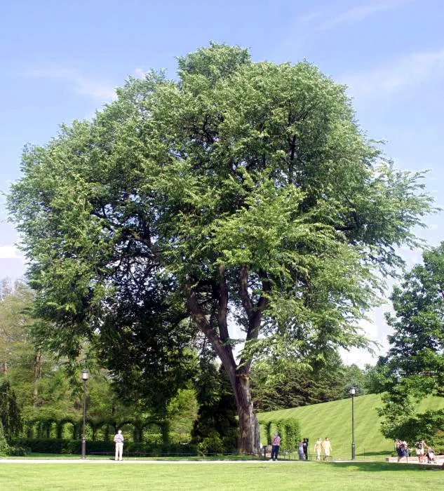 American Elm (Ulmus Americana) — This Elm thrives in USDA zones 3-9, prefers moist, well-drained soils, and full to partial sun