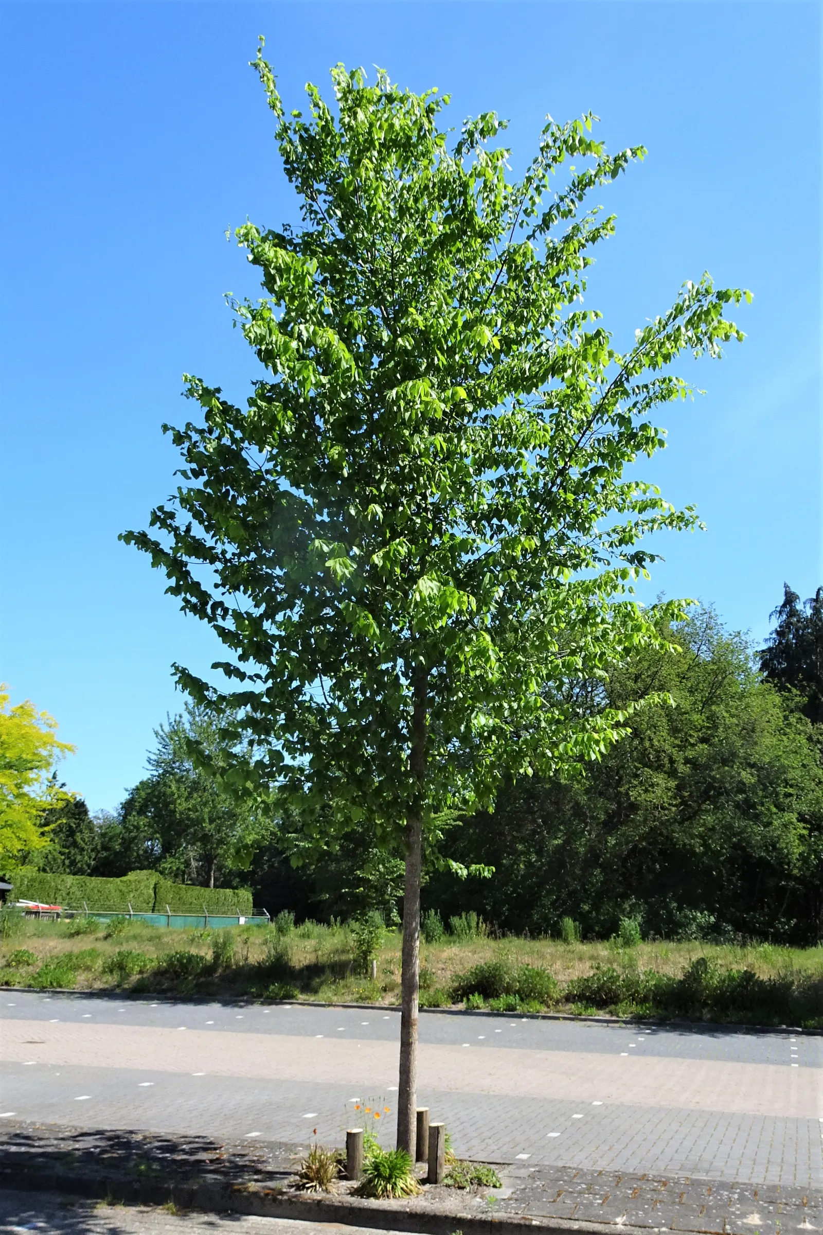 American Elm (Ulmus Americana) — tree for full; cultivars with increased disease resistance are available.<br><br>When designing