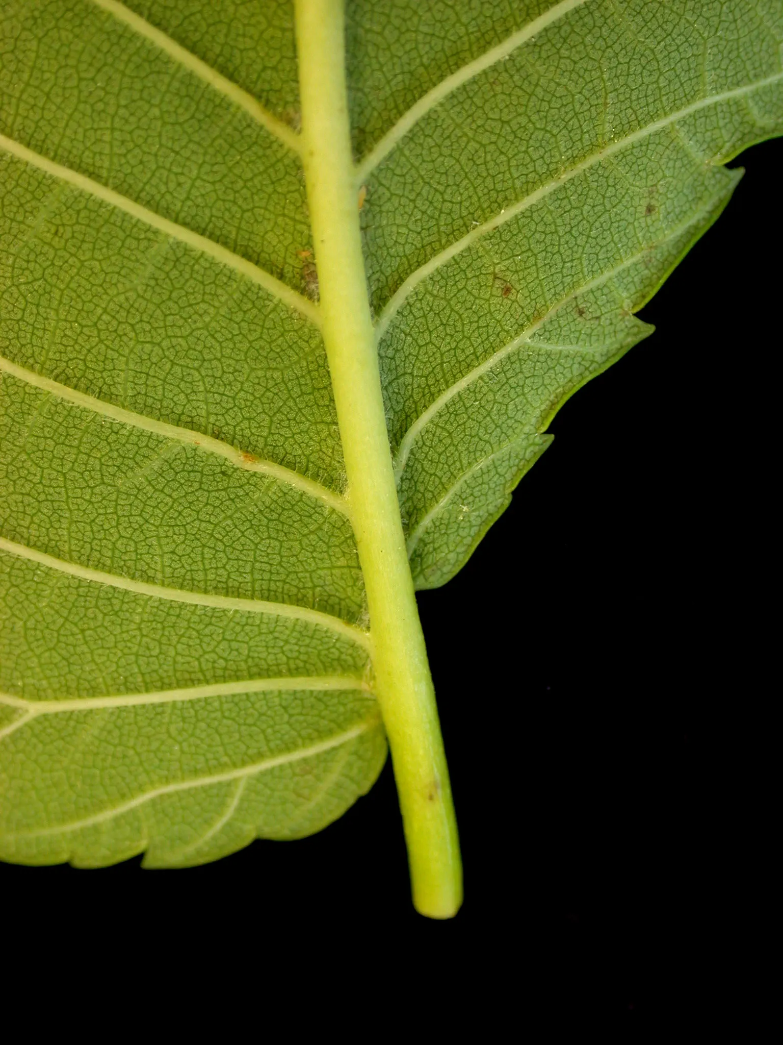 American Elm (Ulmus Americana) — This Elm thrives in USDA zones 3-9, prefers moist, well-drained soils, and full to partial sun; from wet to dry and acidic to