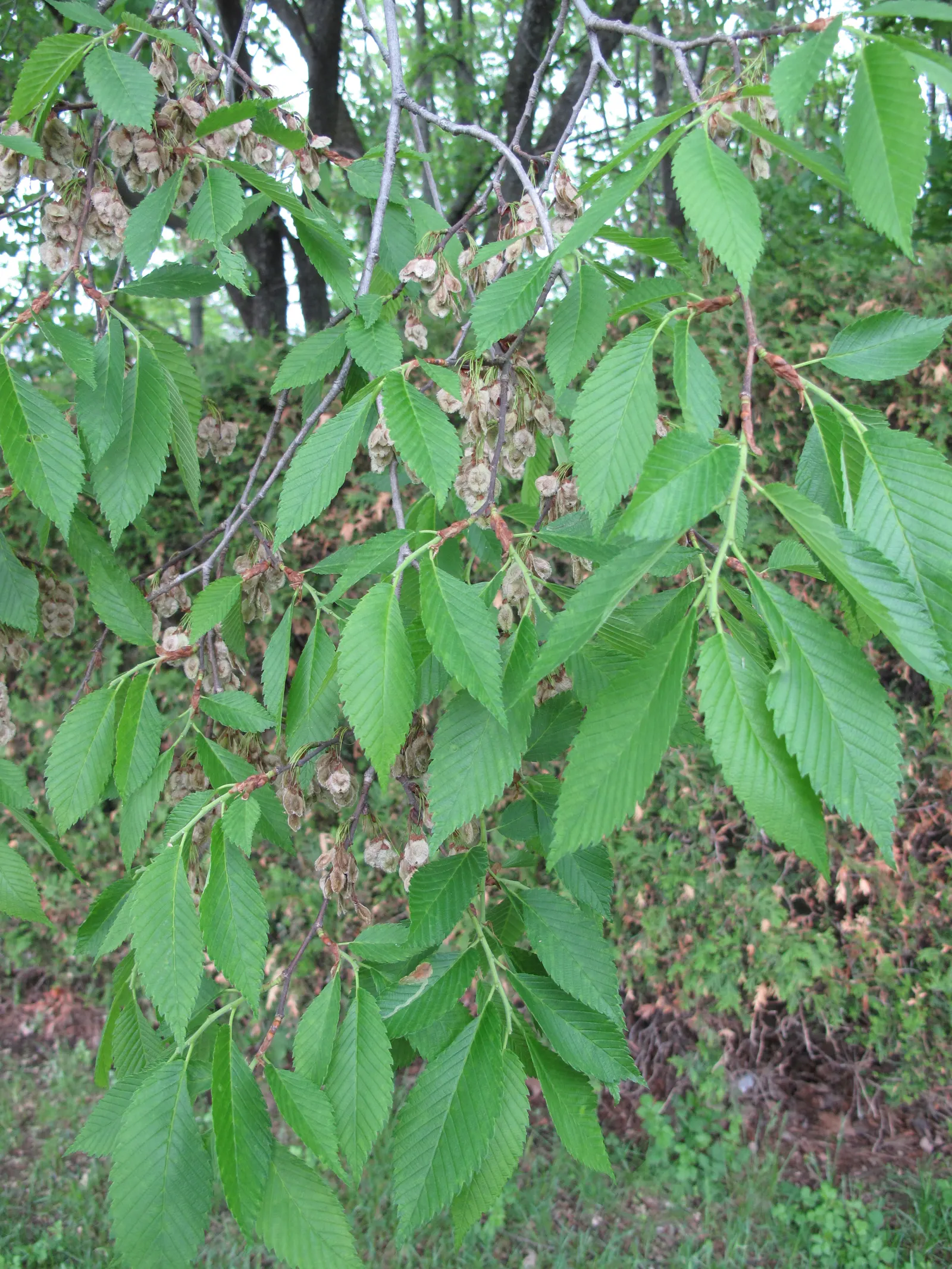 American Elm (Ulmus Americana) — a fungal affliction spread by bark beetles; boasts a majestic spread of up to 70 feet