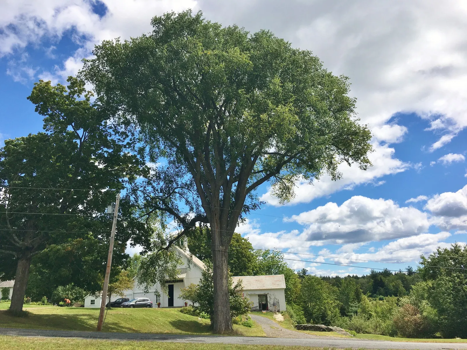 American Elm (Ulmus Americana) — Known for its historical presence in urban landscapes, it is, however, susceptible to Dutch elm disease; green and, image 55