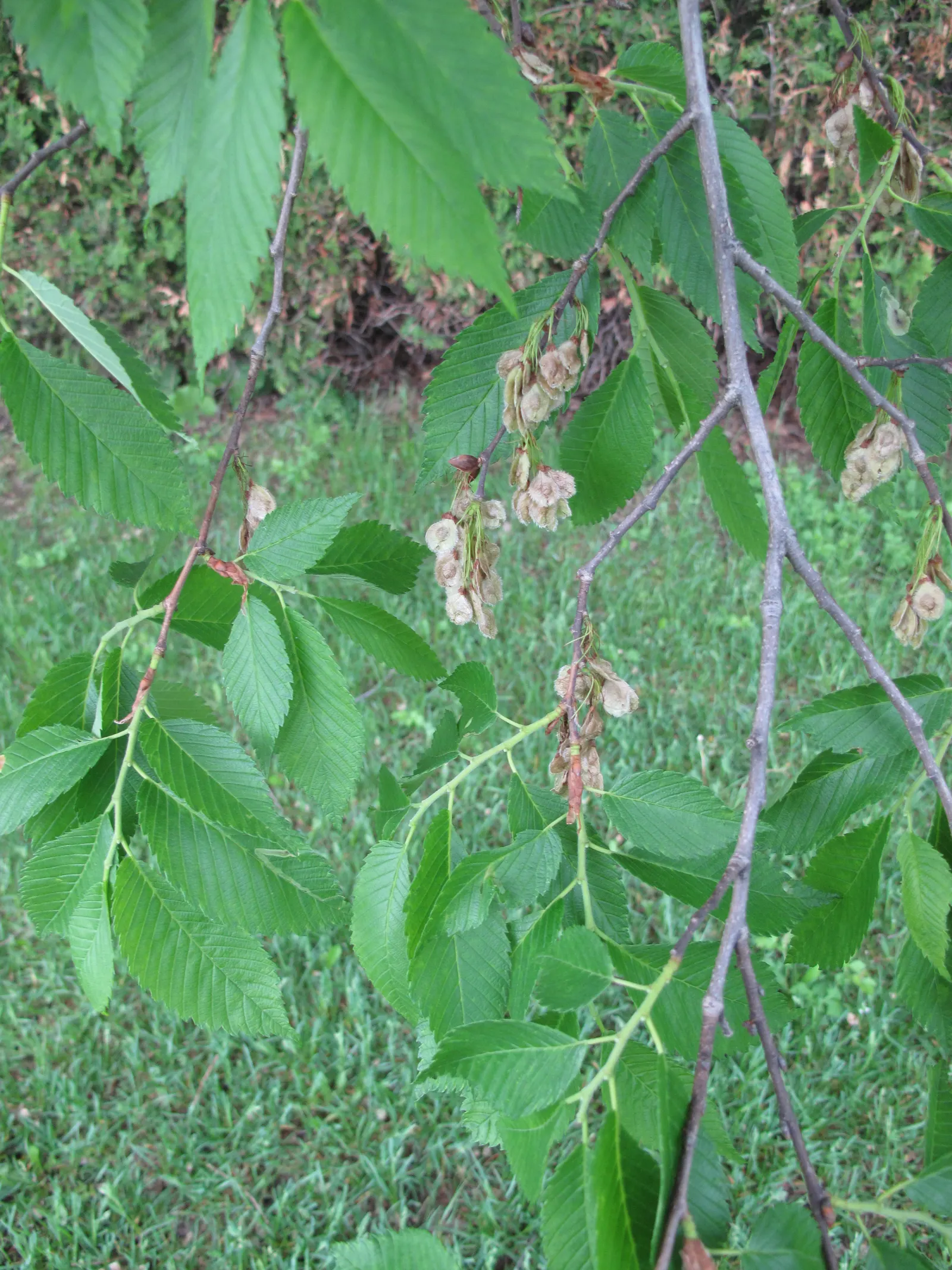 American Elm (Ulmus Americana) — Its deciduous leaves, 3-6 inches long, turn a vibrant yellow in fall; is a stately and historic deciduous tree widely