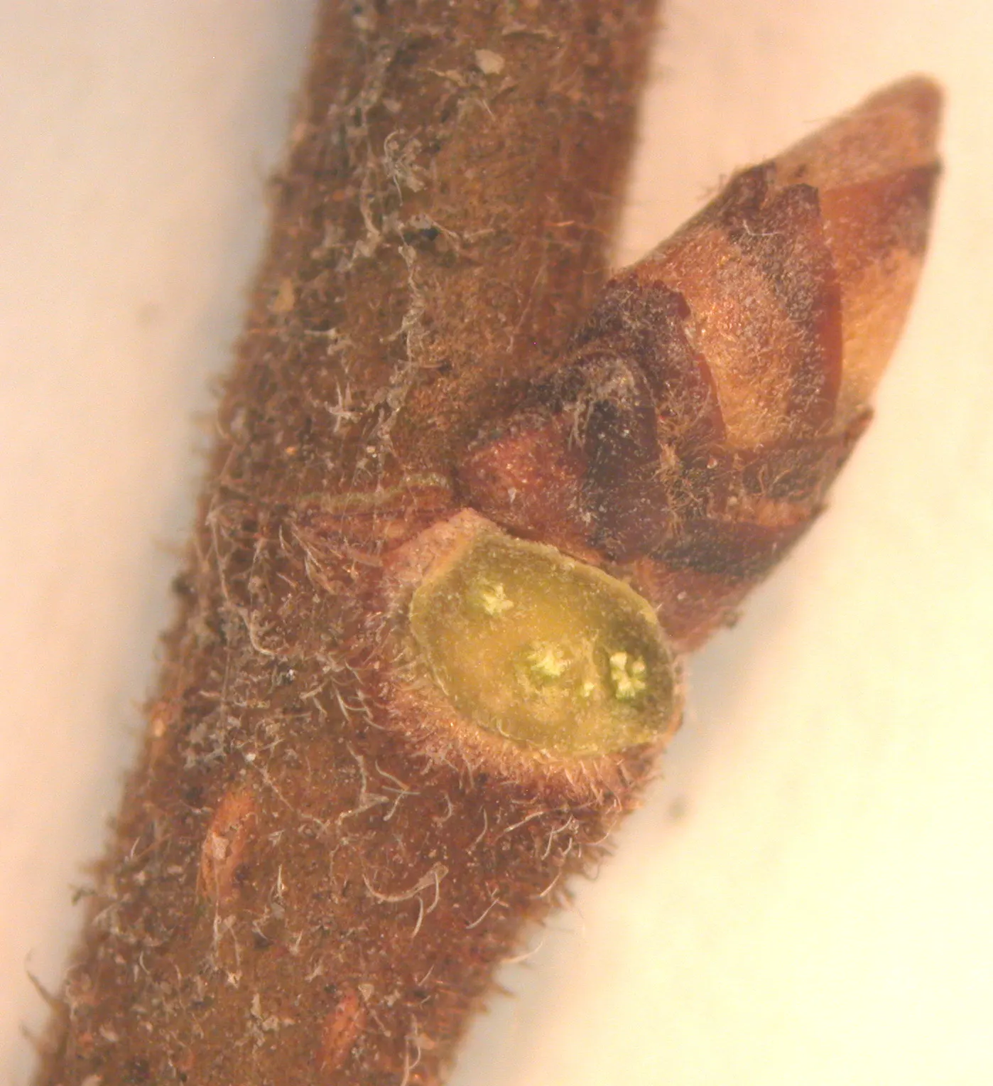 American Elm (Ulmus Americana) — tree for full