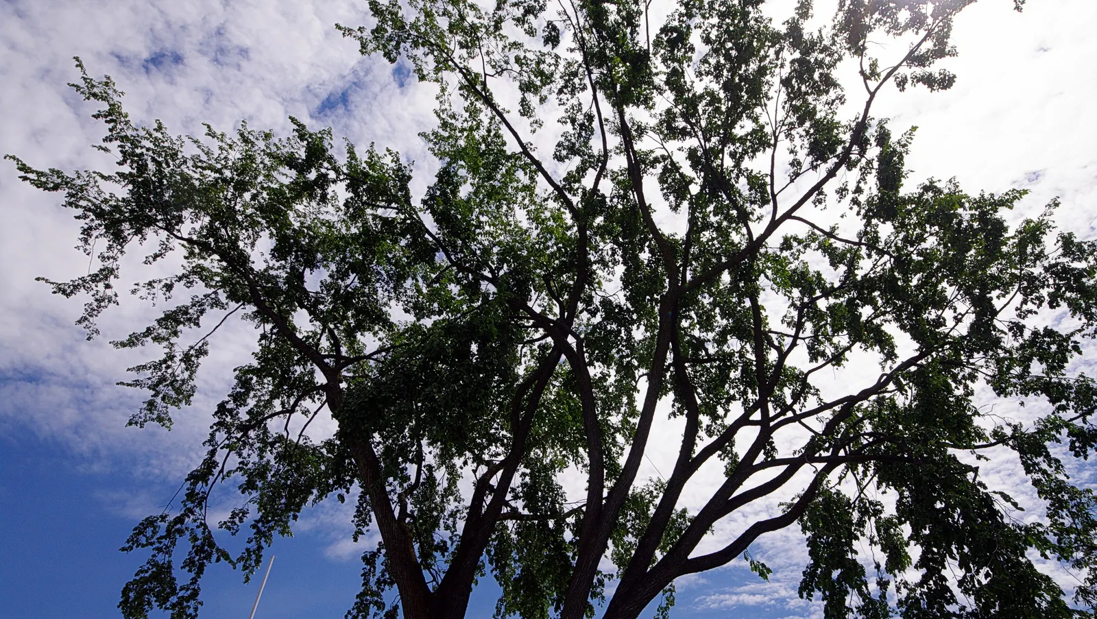 American Elm (Ulmus Americana) — it typically reaches heights of 60 to 80 feet with an impressive spread of 40 to 70 feet at maturity; prevention and early