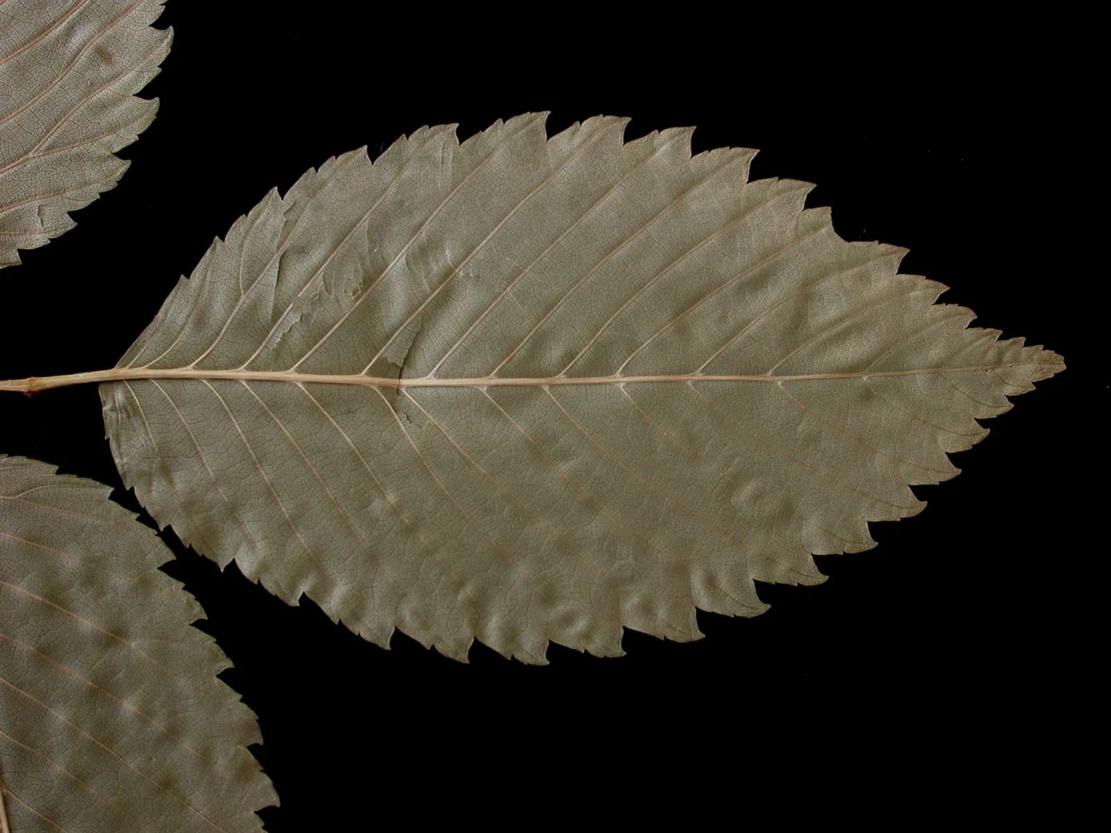 American Elm (Ulmus Americana) — boasts a majestic spread of up to 70 feet; a fungal affliction spread by bark beetles