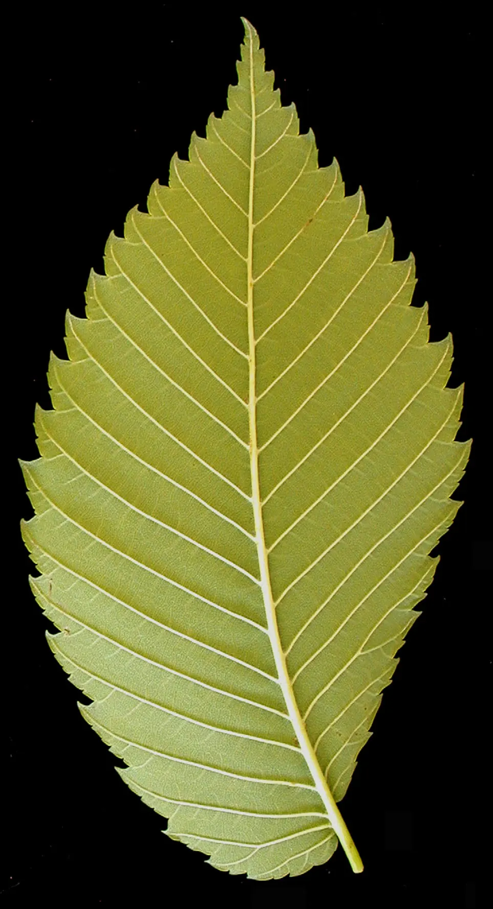 American Elm (Ulmus Americana) — Ideally suited for large landscapes; measuring 3 to 6 inches in length