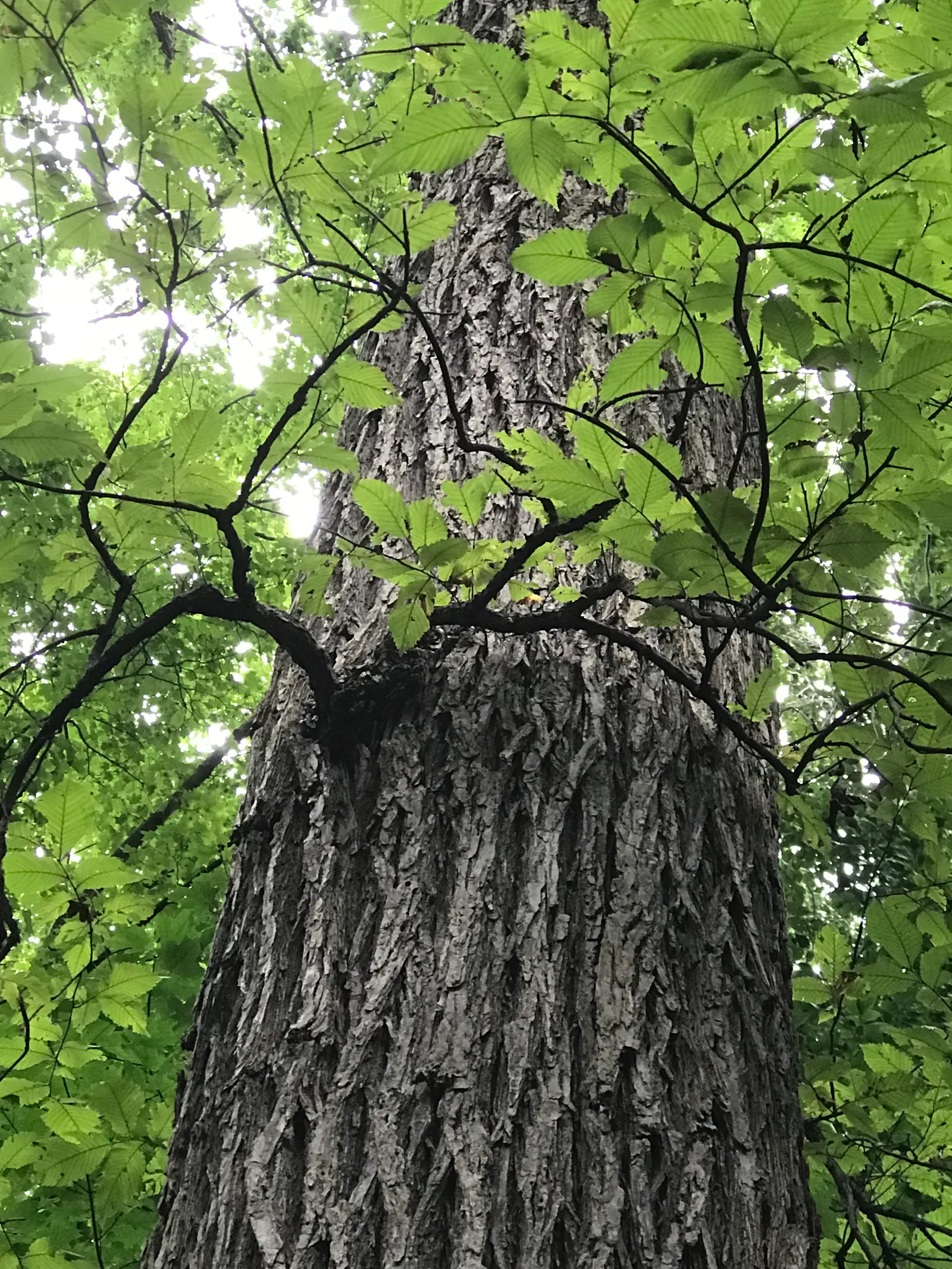 American Elm (Ulmus Americana) — This Elm thrives in USDA zones 3-9, prefers moist, well-drained soils, and full to partial sun; from wet to dry, image 54